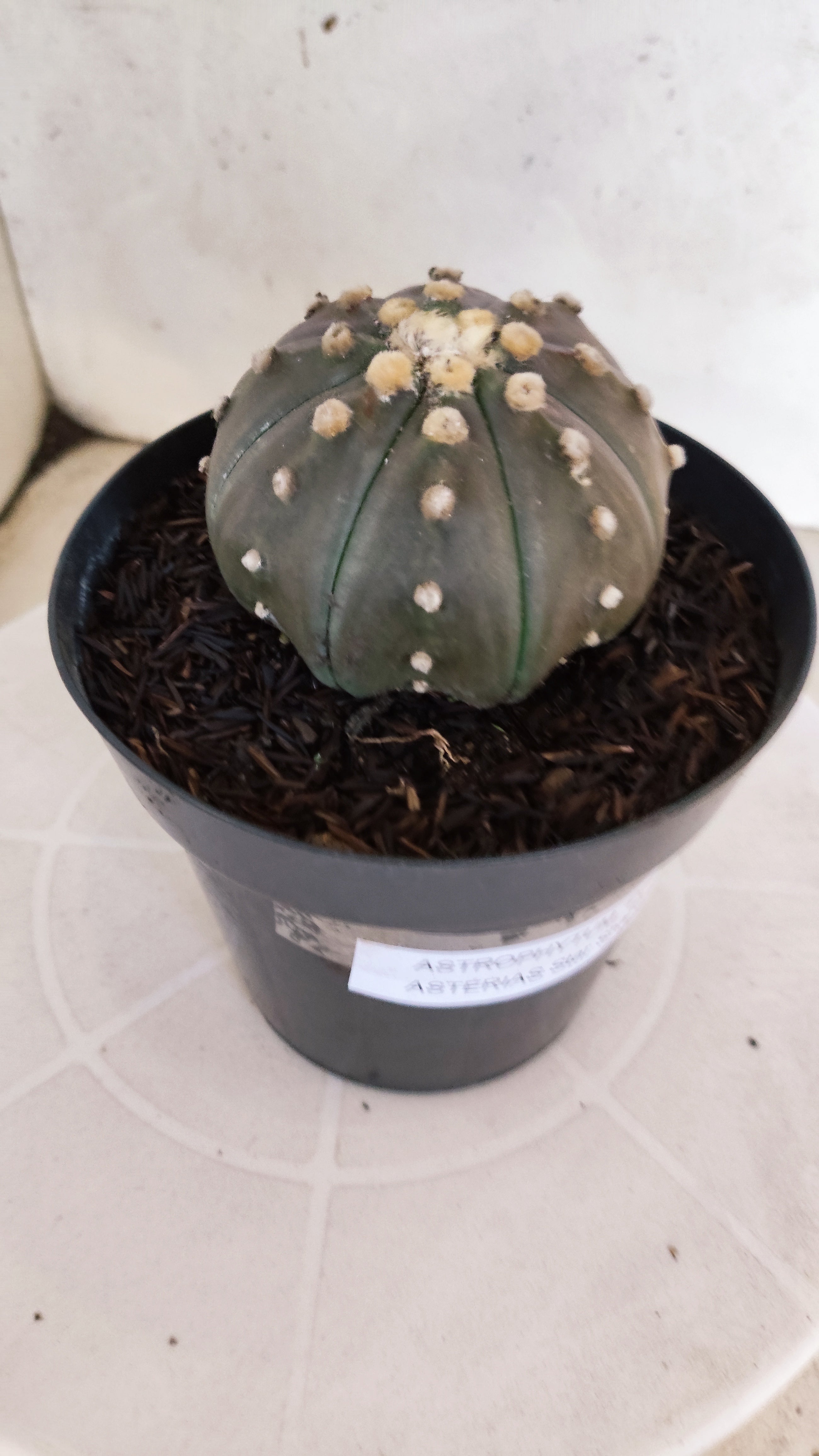 ASTROPHYTUM ASTERIAS STAR SHAPE "PURPLE" Nº 1312 – vaso 15
