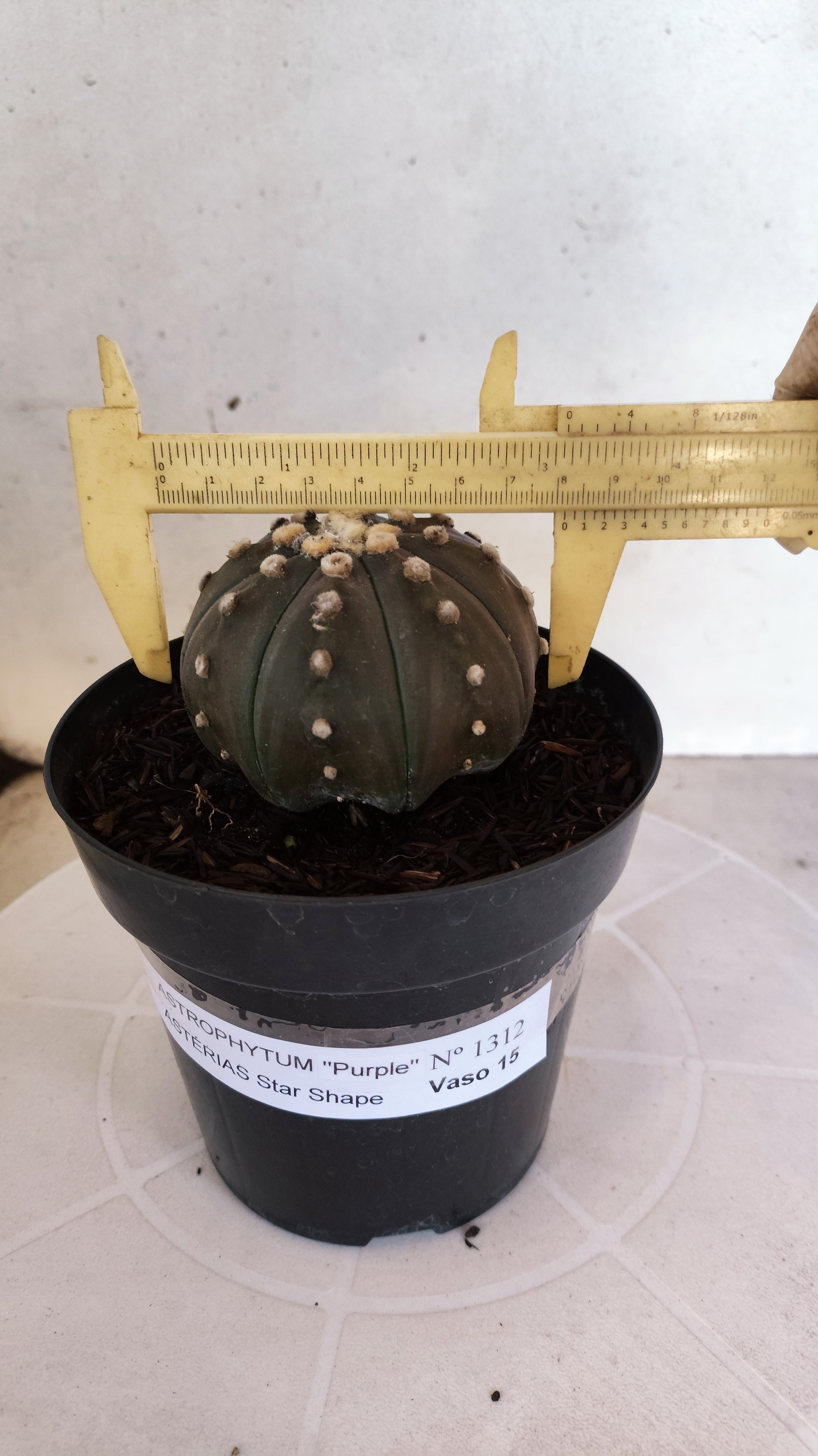 ASTROPHYTUM ASTERIAS STAR SHAPE "PURPLE" Nº 1312 – vaso 15