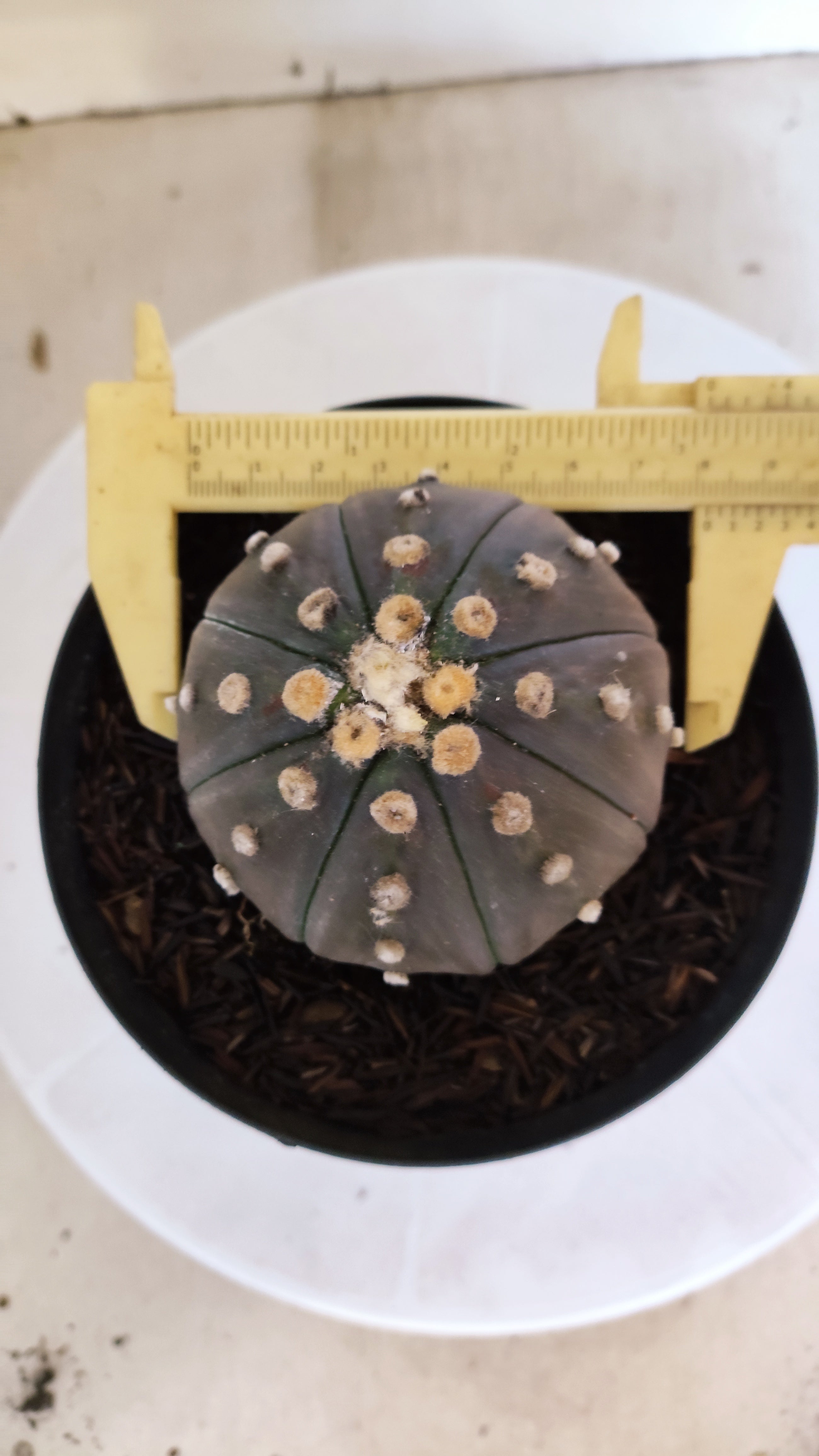 ASTROPHYTUM ASTERIAS STAR SHAPE "PURPLE" Nº 1312 – vaso 15