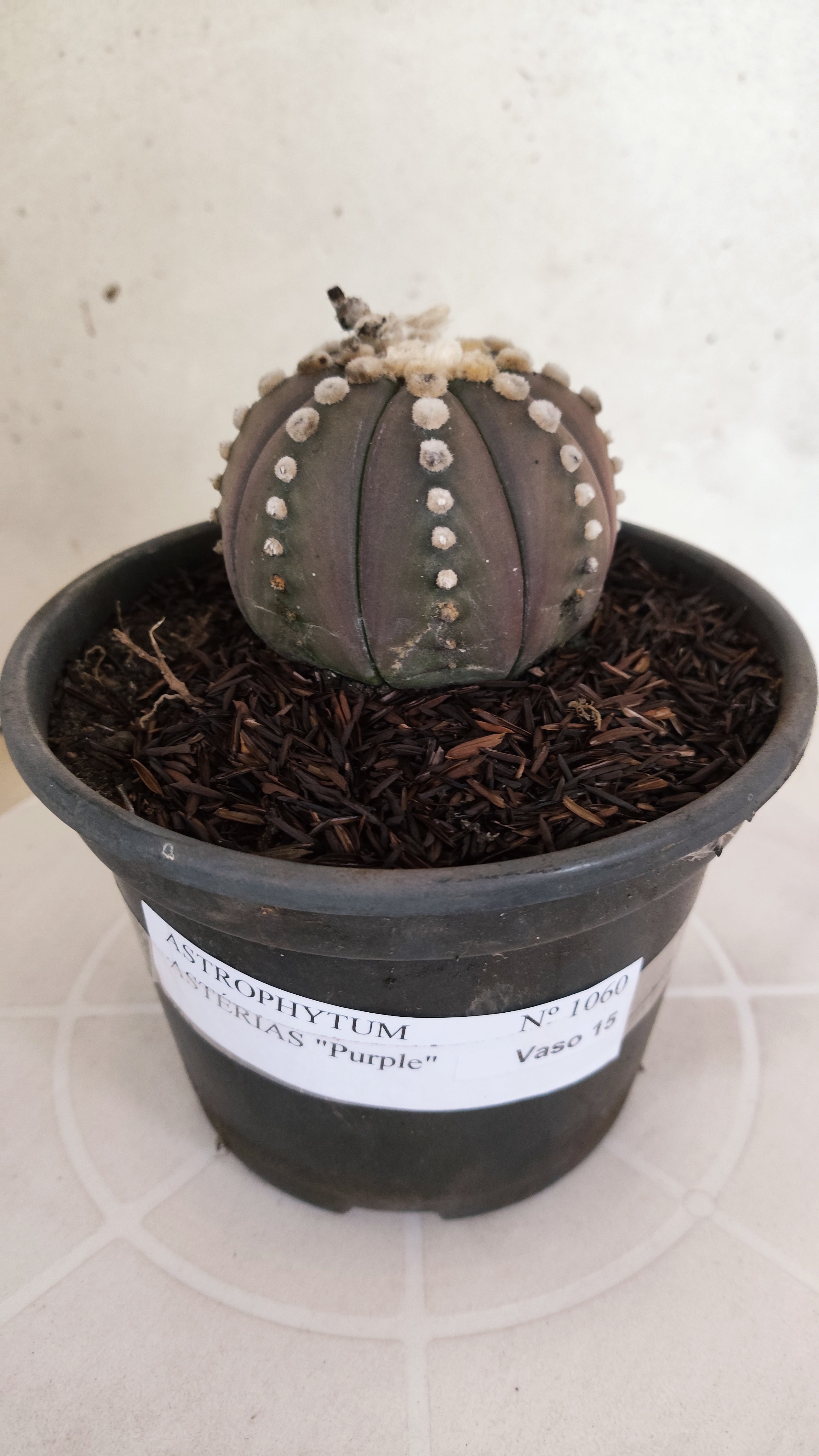 ASTROPHYTUM ASTERIAS “Purple”  Nº 1060 – vaso 15