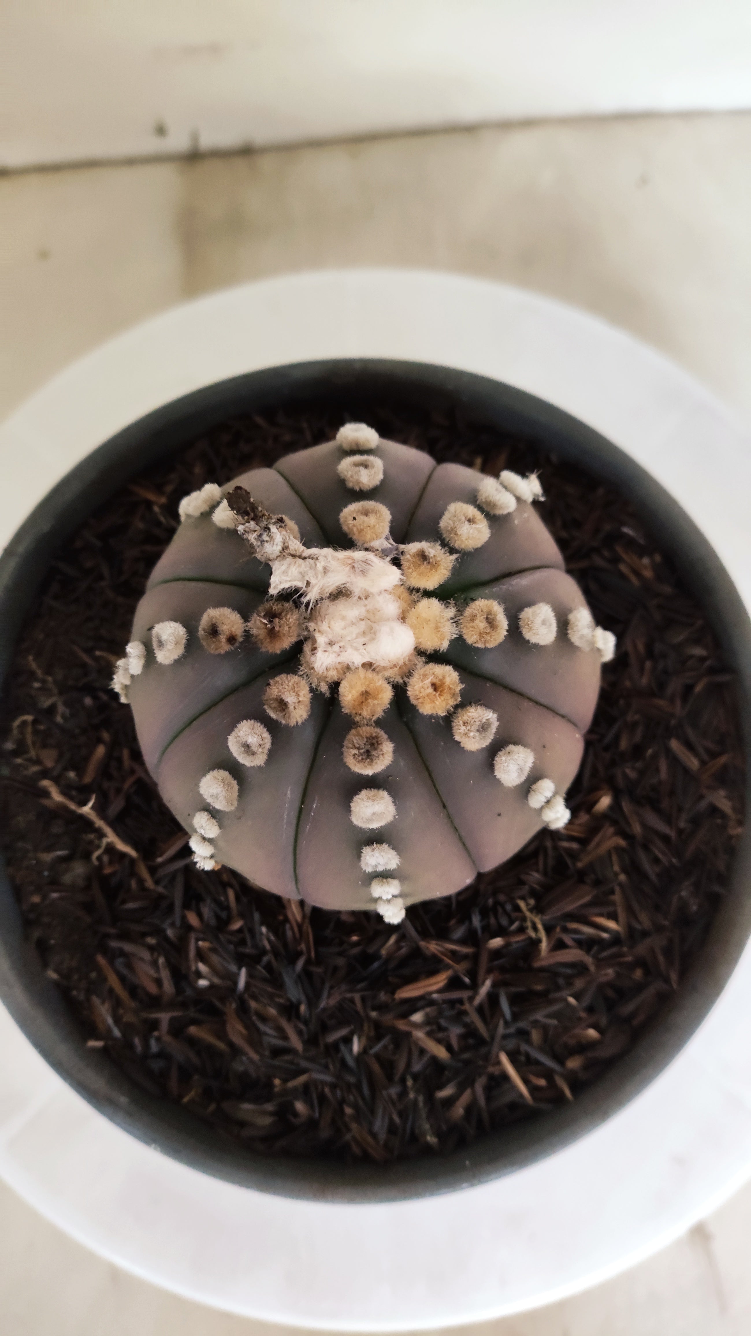 ASTROPHYTUM ASTERIAS “Purple”  Nº 1060 – vaso 15