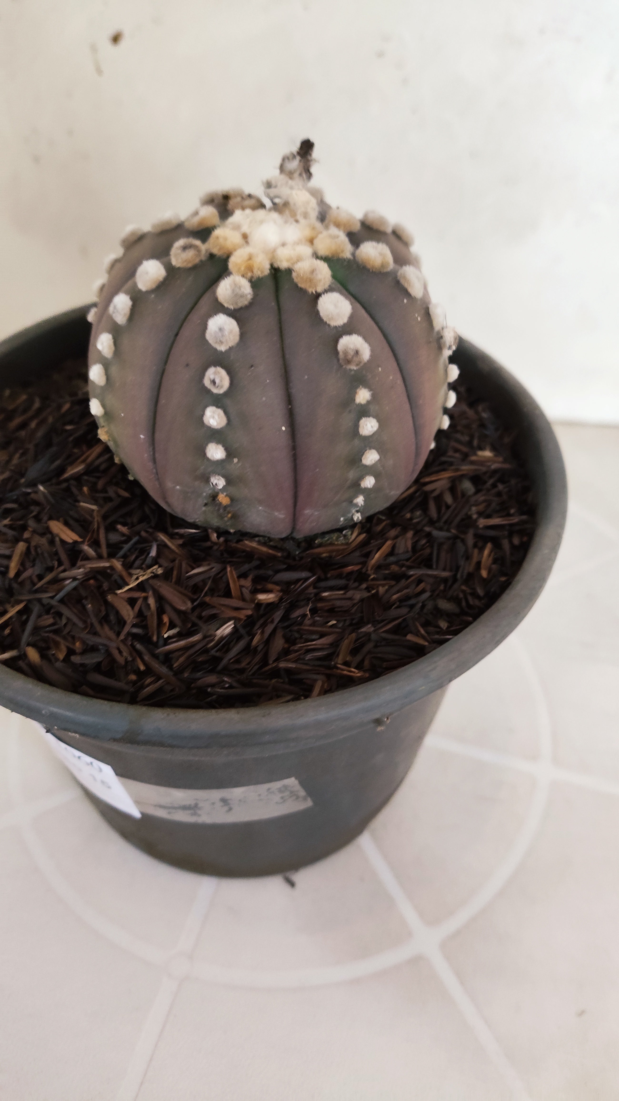 ASTROPHYTUM ASTERIAS “Purple”  Nº 1060 – vaso 15
