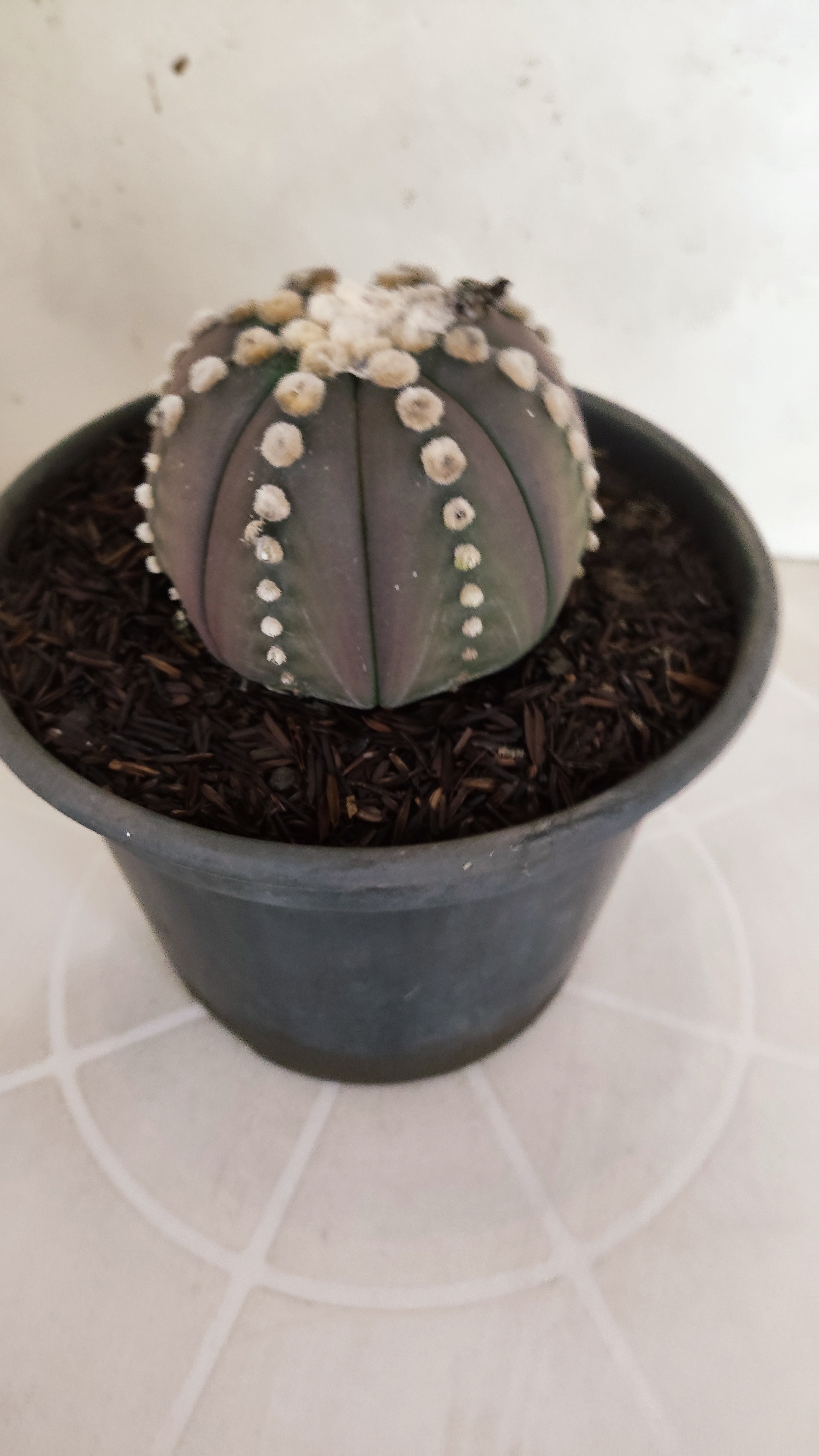ASTROPHYTUM ASTERIAS “Purple”  Nº 1060 – vaso 15