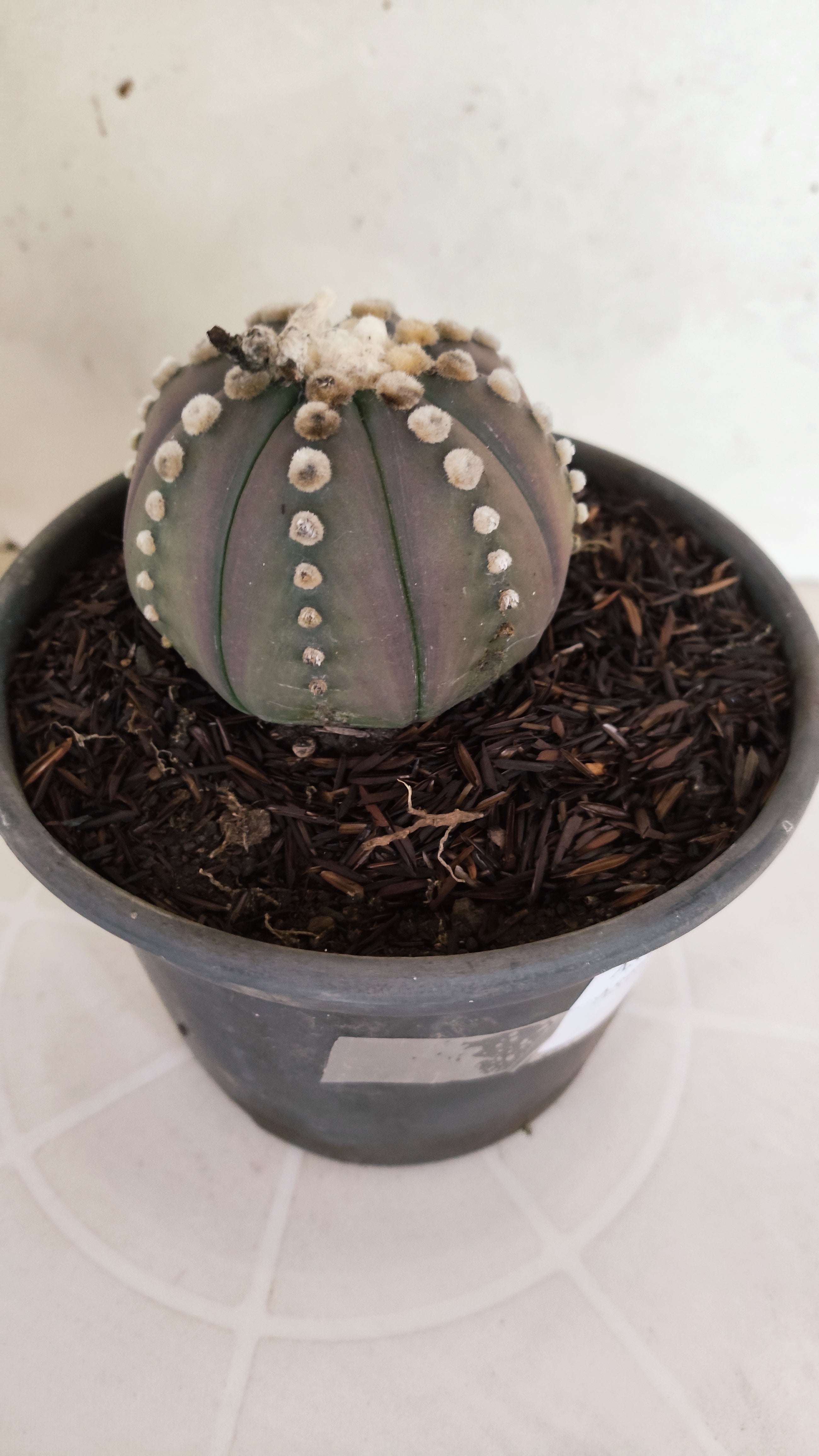 ASTROPHYTUM ASTERIAS “Purple”  Nº 1060 – vaso 15