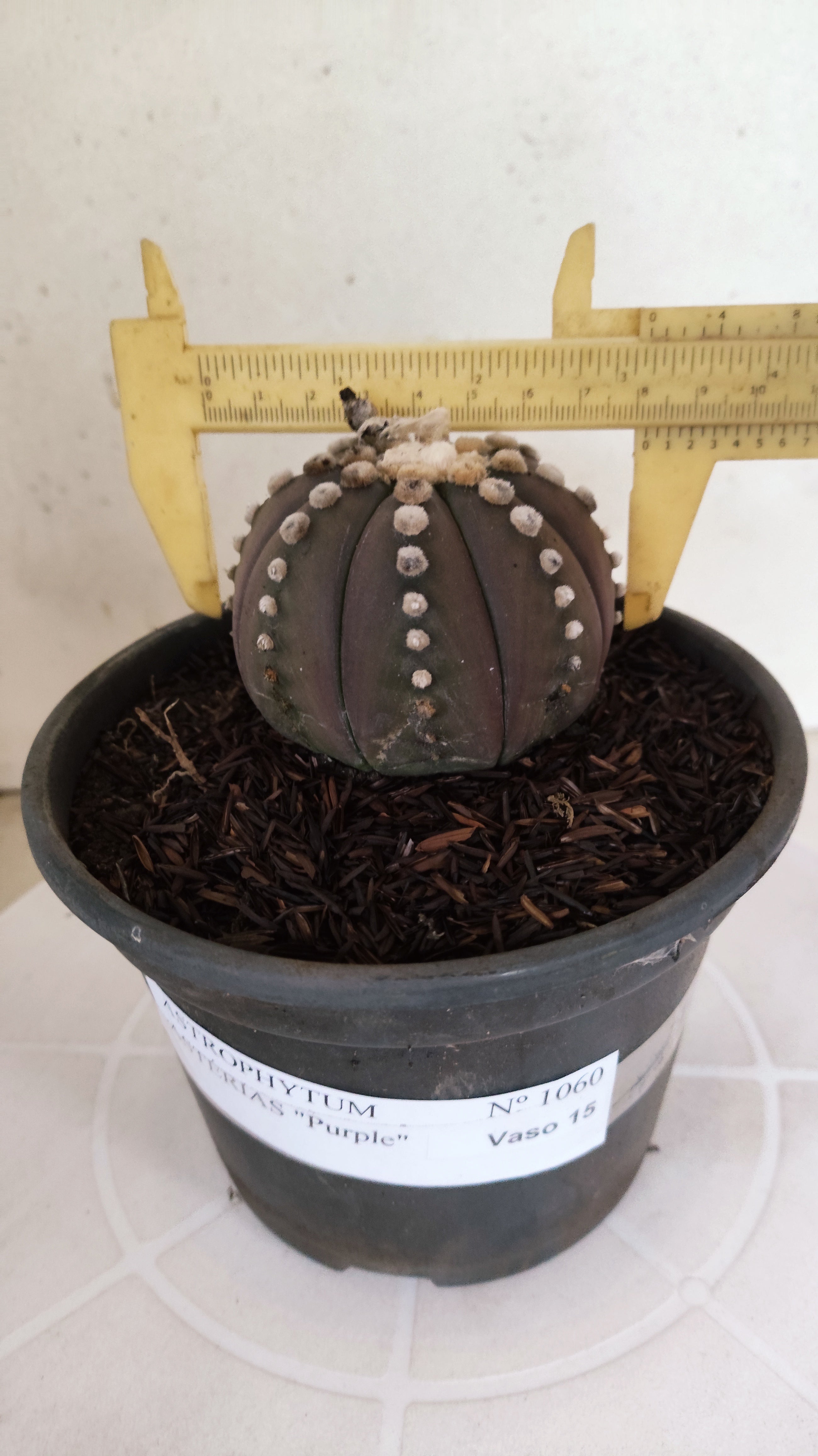 ASTROPHYTUM ASTERIAS “Purple”  Nº 1060 – vaso 15