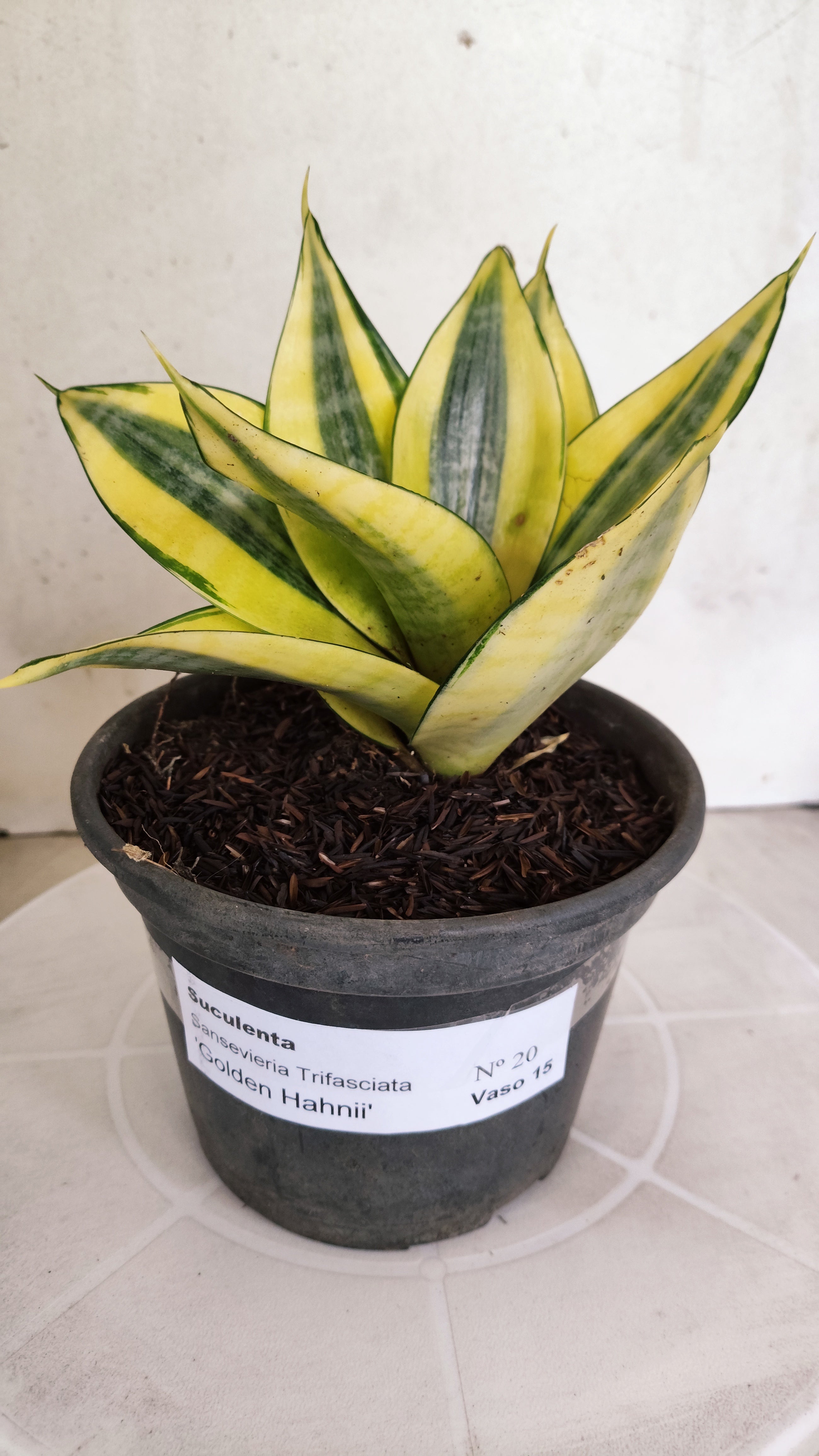 Suculenta Sansevieria trifasciata 'Golden Hahnii' N° 20 - Vaso 15