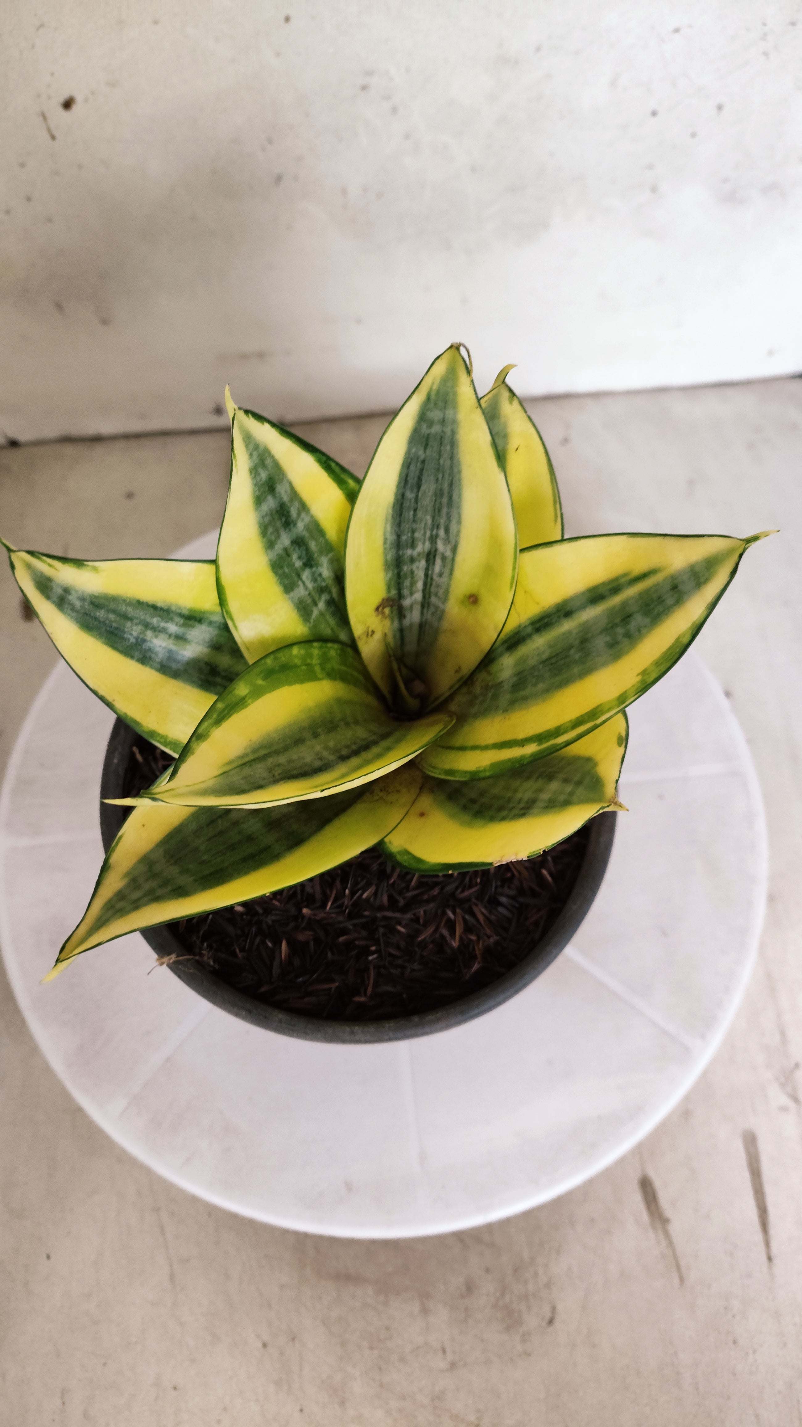 Suculenta Sansevieria trifasciata 'Golden Hahnii' N° 20 - Vaso 15
