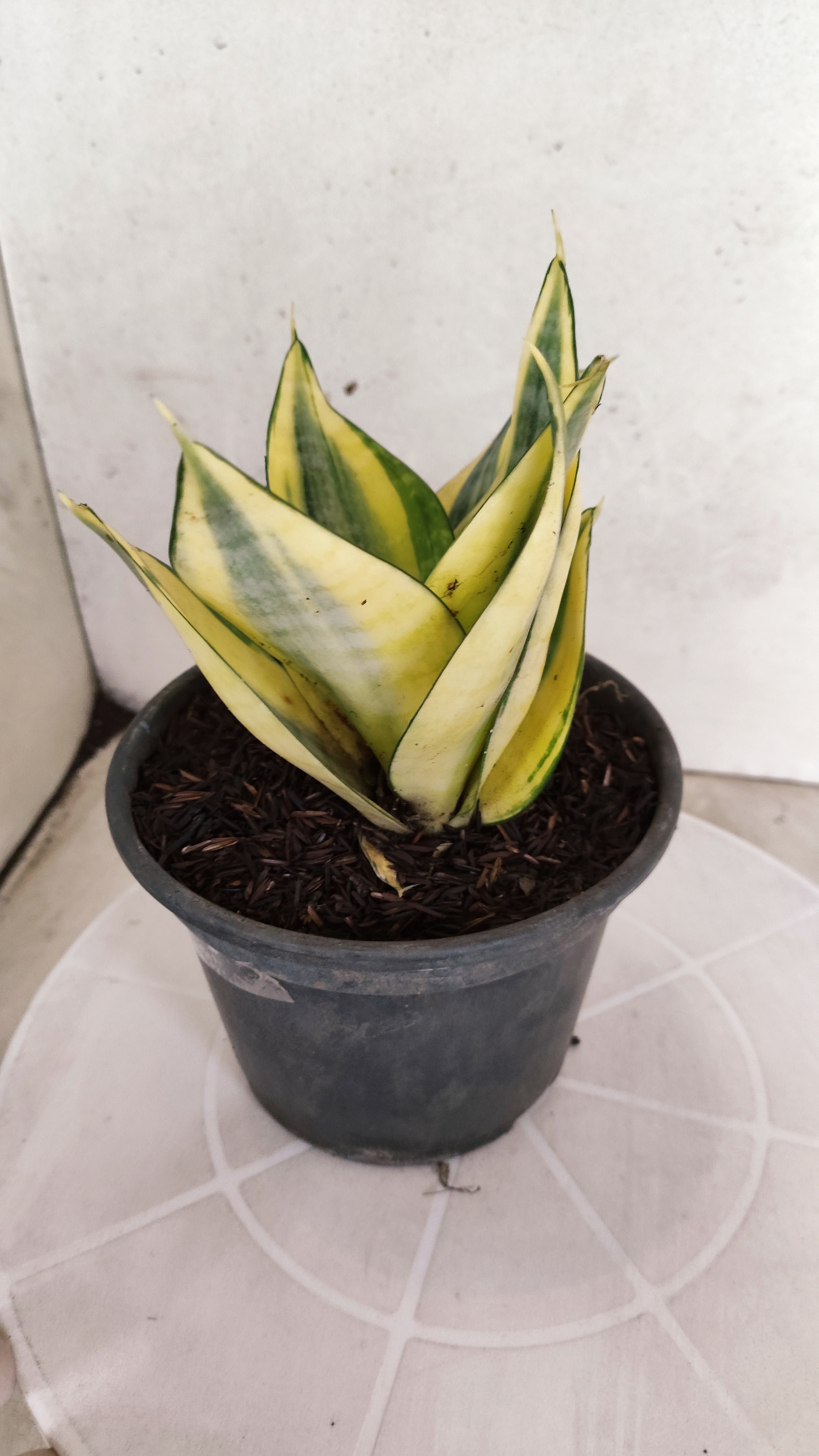Suculenta Sansevieria trifasciata 'Golden Hahnii' N° 20 - Vaso 15
