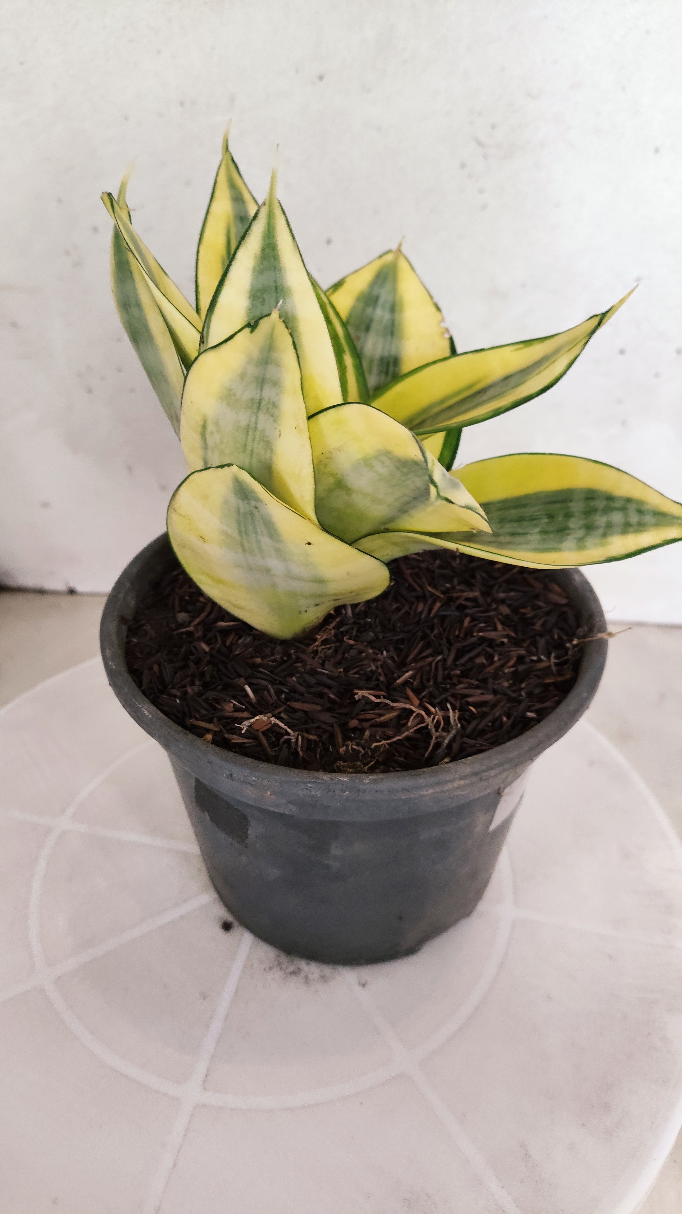 Suculenta Sansevieria trifasciata 'Golden Hahnii' N° 20 - Vaso 15