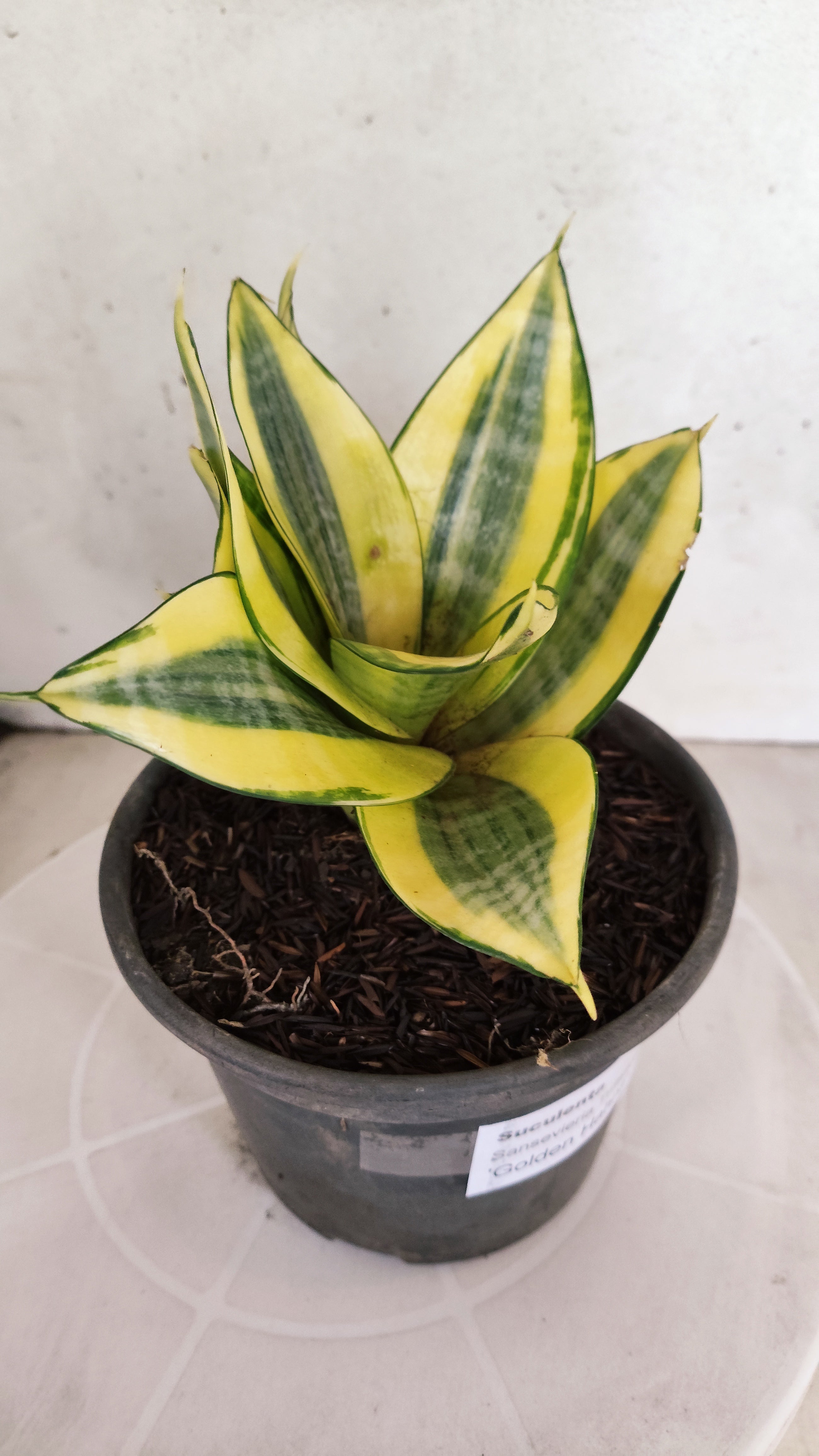 Suculenta Sansevieria trifasciata 'Golden Hahnii' N° 20 - Vaso 15
