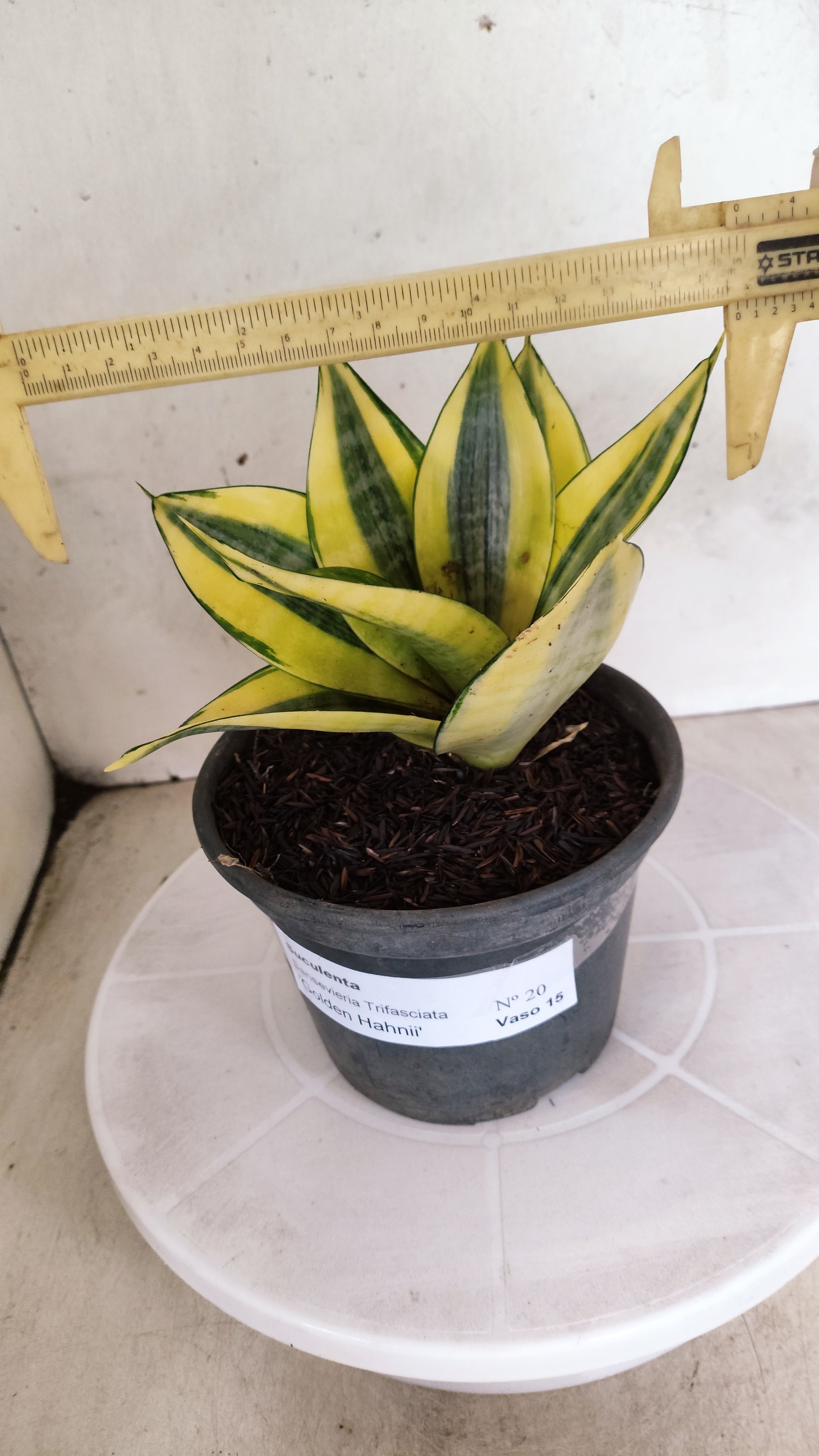Suculenta Sansevieria trifasciata 'Golden Hahnii' N° 20 - Vaso 15