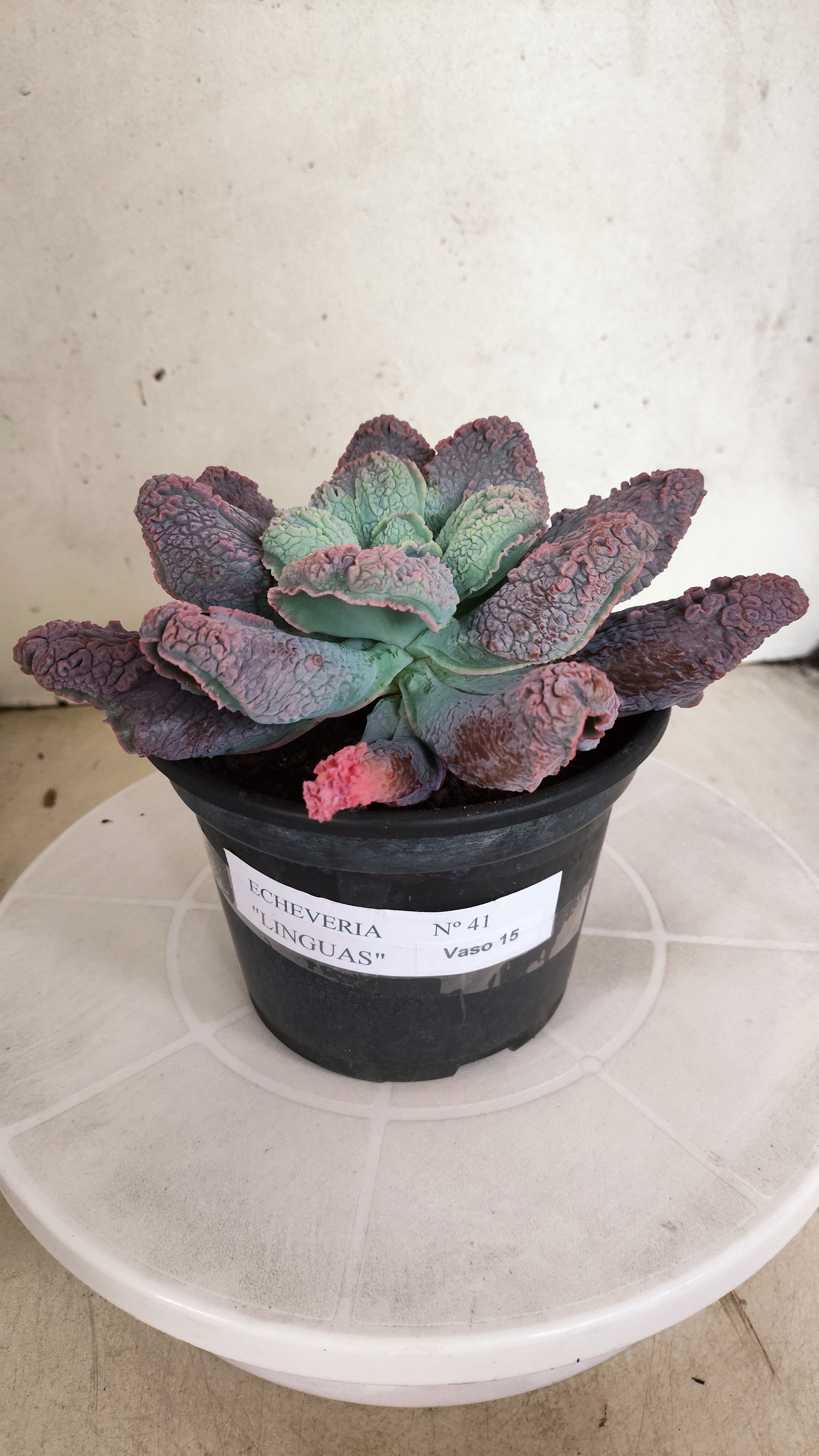 Suculenta Echeveria 'LINGUAS' N° 41 - Vaso 15