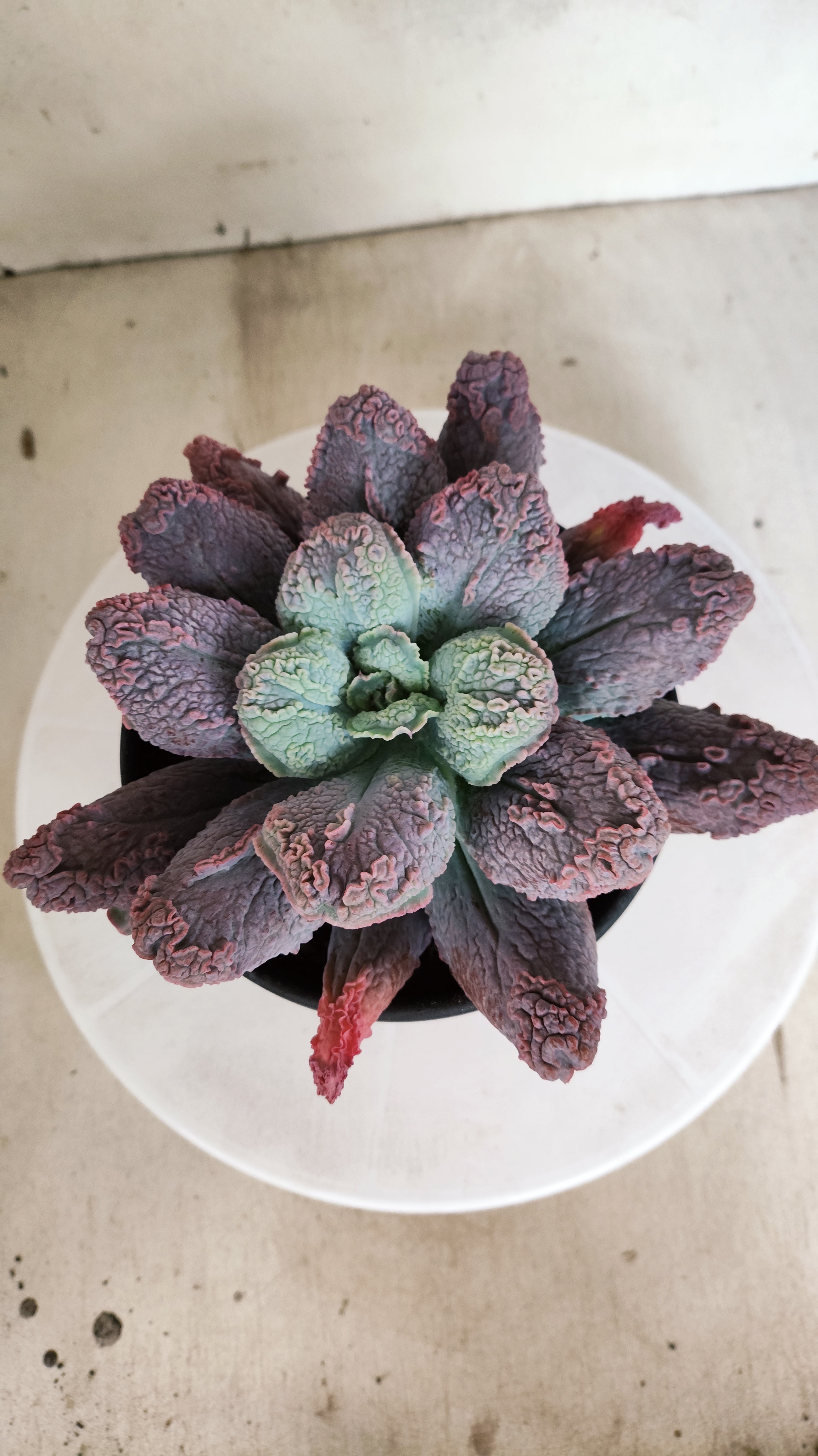 Suculenta Echeveria 'LINGUAS' N° 41 - Vaso 15