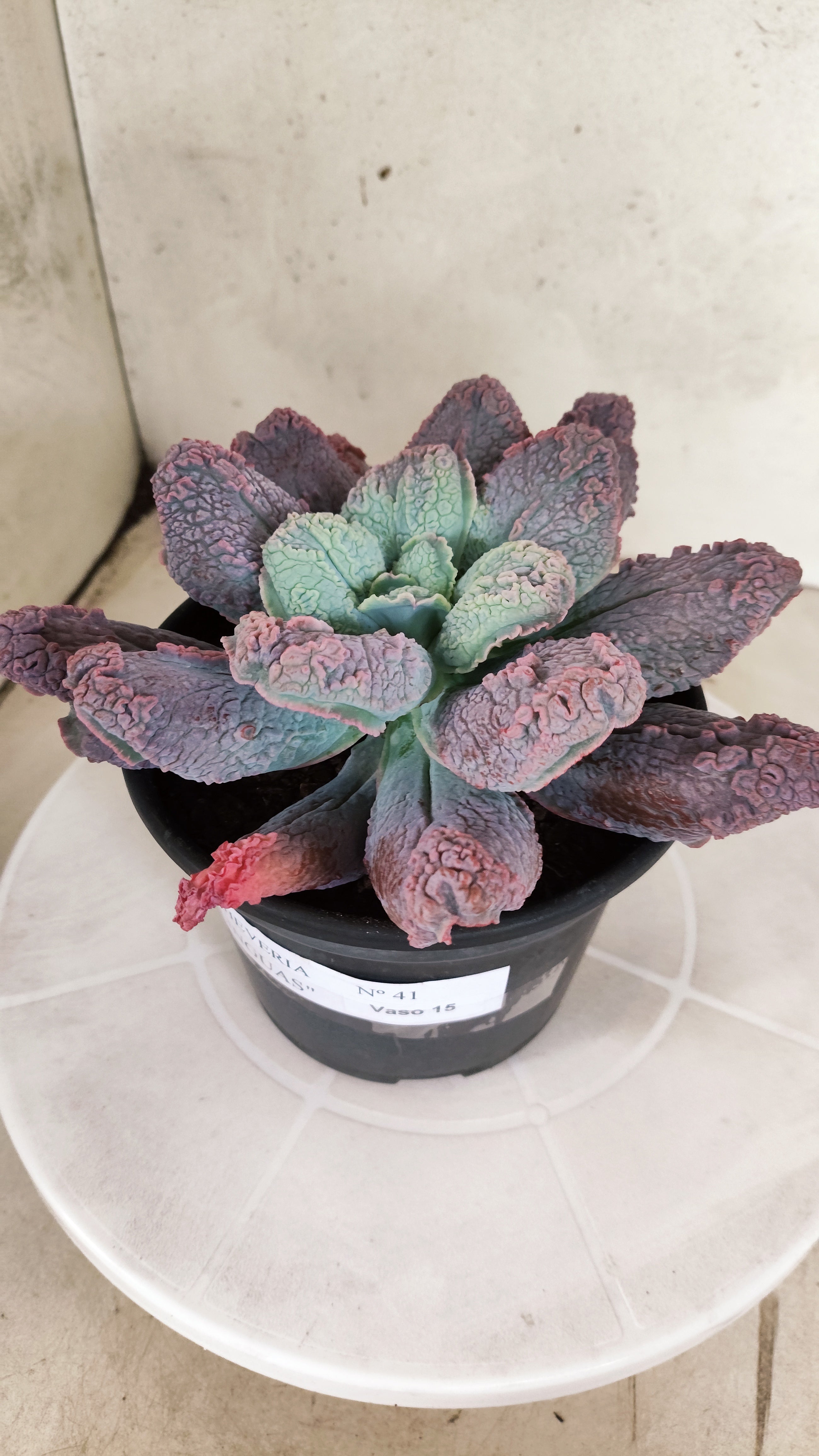 Suculenta Echeveria 'LINGUAS' N° 41 - Vaso 15