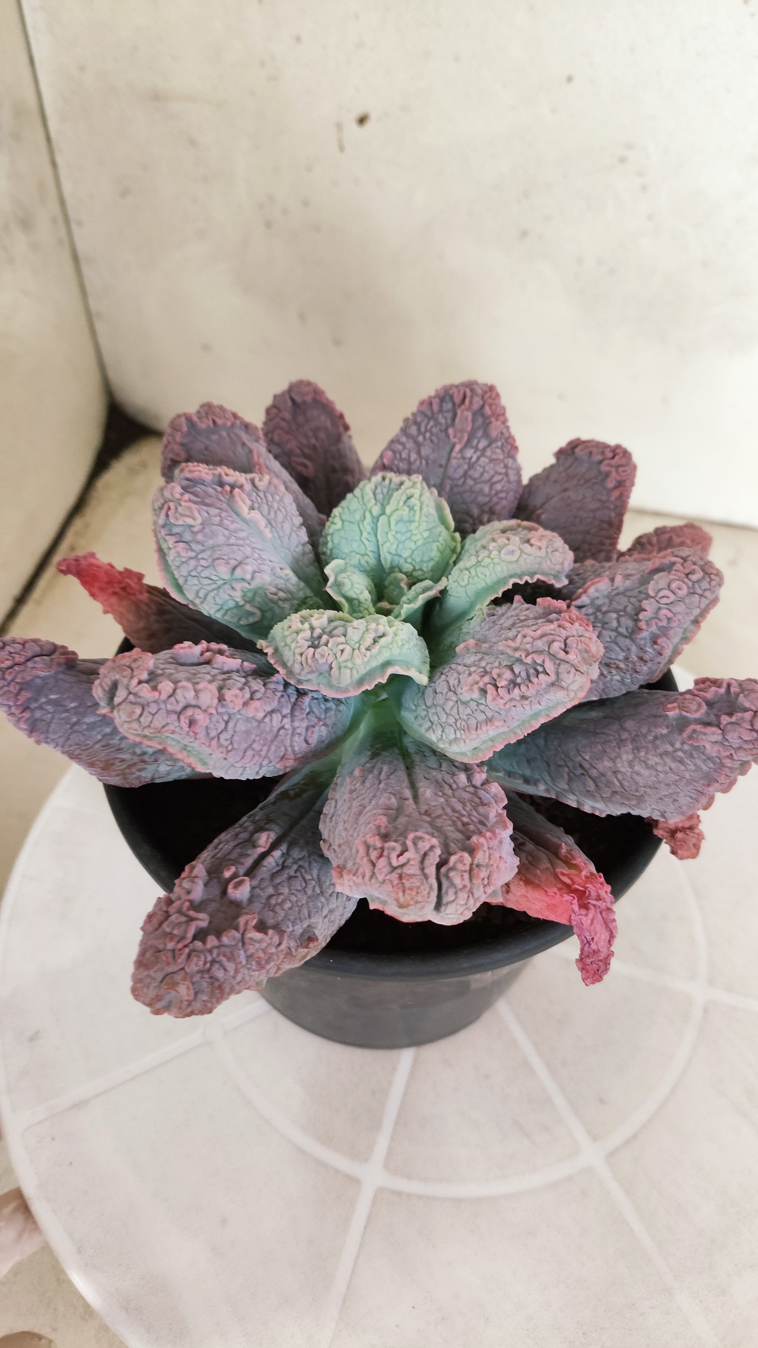 Suculenta Echeveria 'LINGUAS' N° 41 - Vaso 15