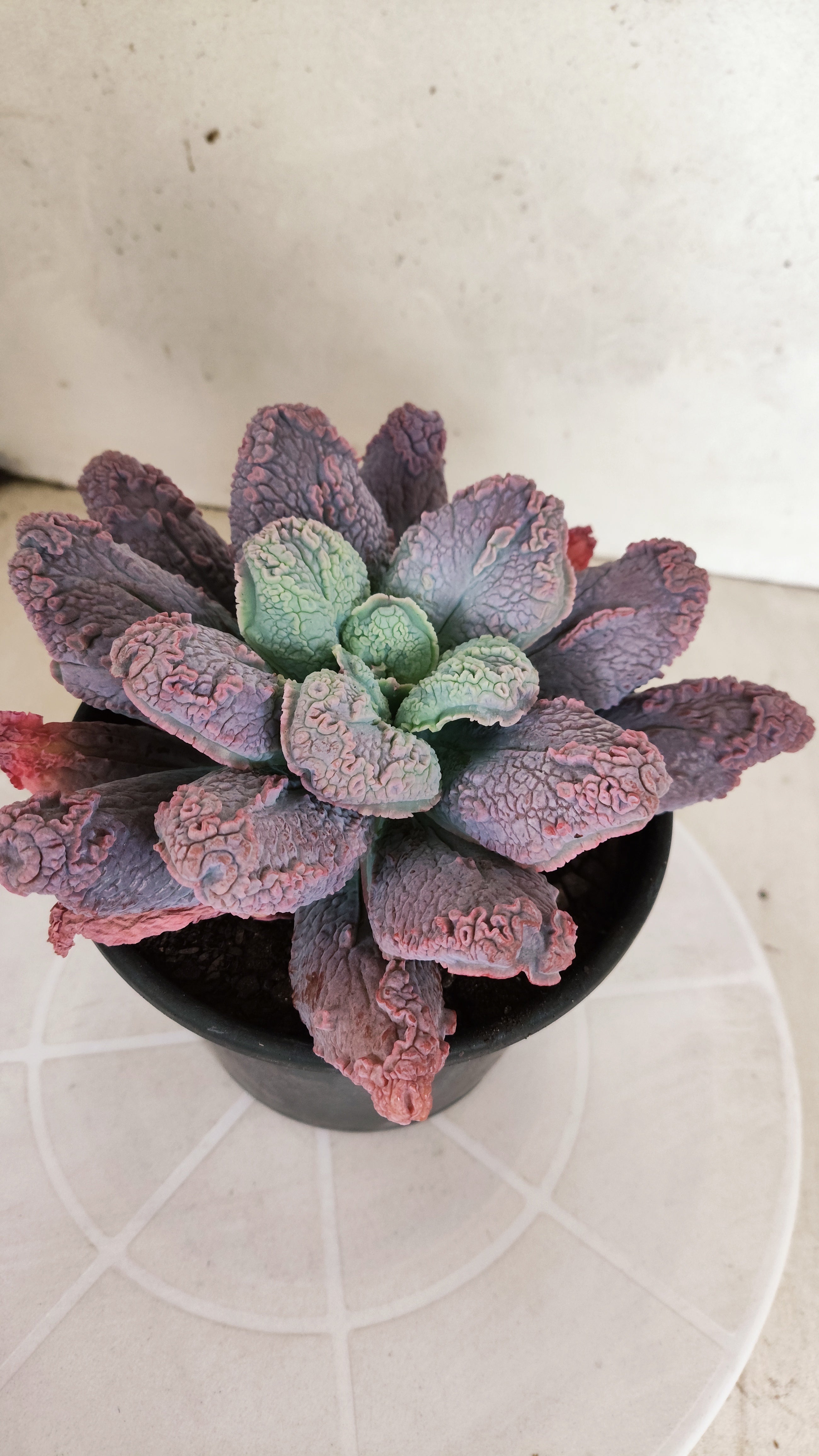 Suculenta Echeveria 'LINGUAS' N° 41 - Vaso 15