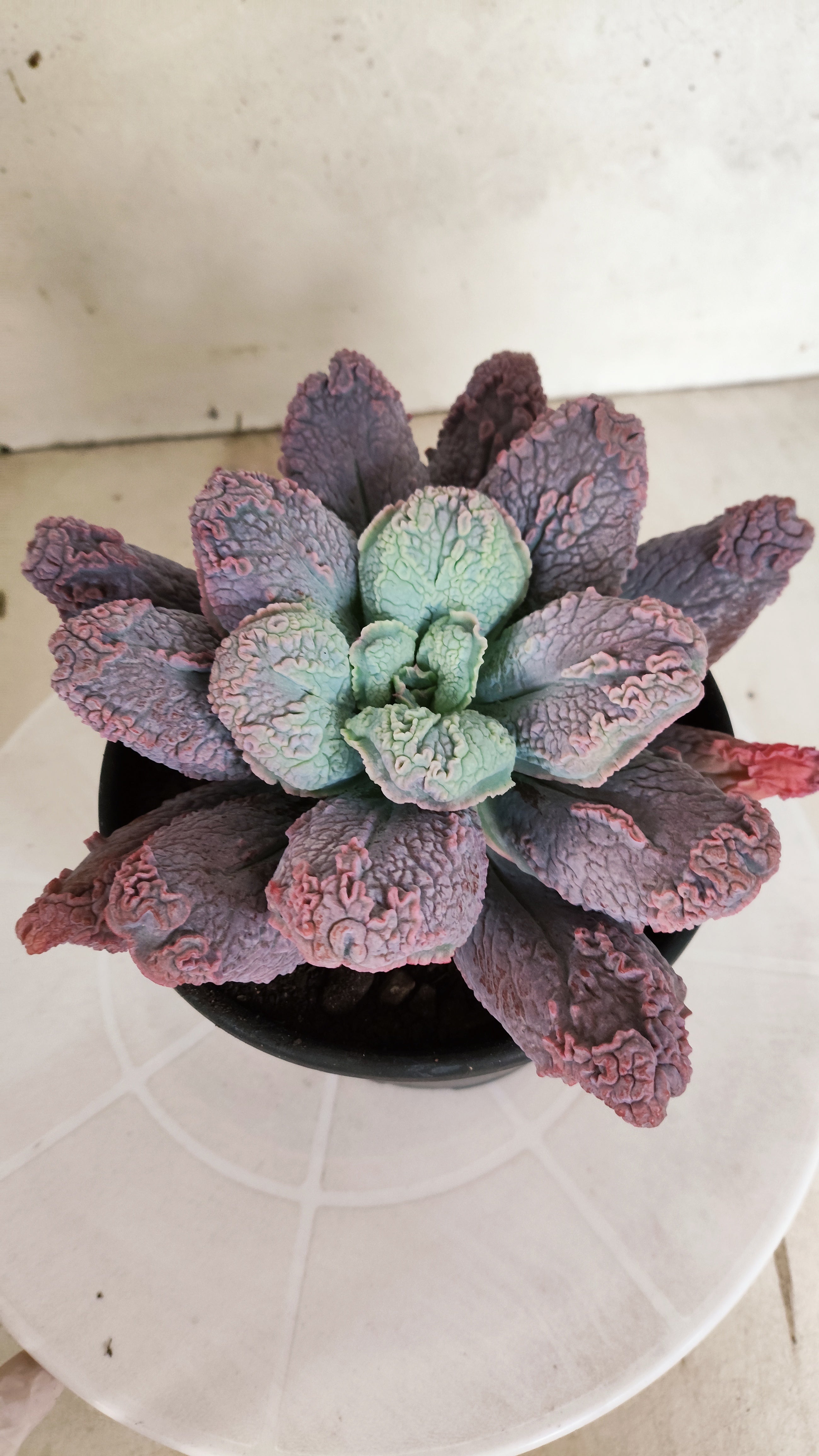 Suculenta Echeveria 'LINGUAS' N° 41 - Vaso 15
