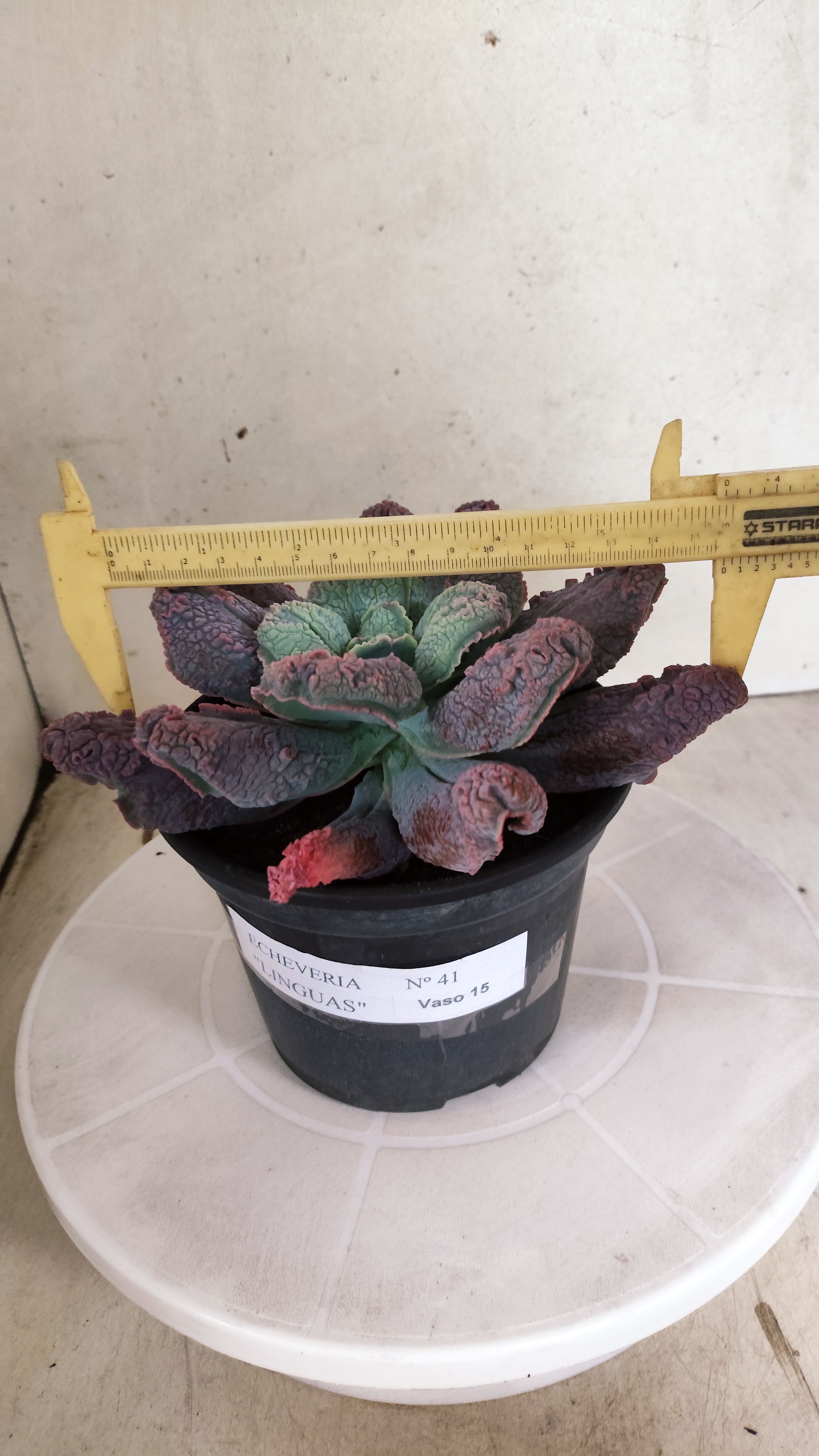 Suculenta Echeveria 'LINGUAS' N° 41 - Vaso 15