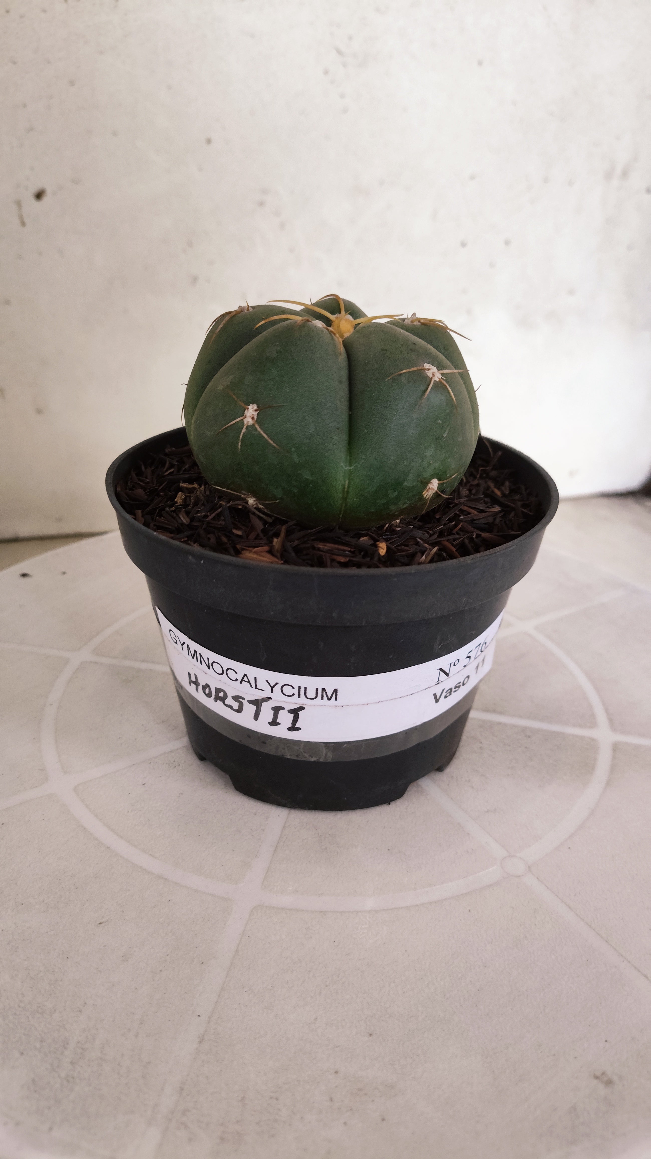 GYMNOCALYCIUM HORSTII Nº 576 – vaso 11