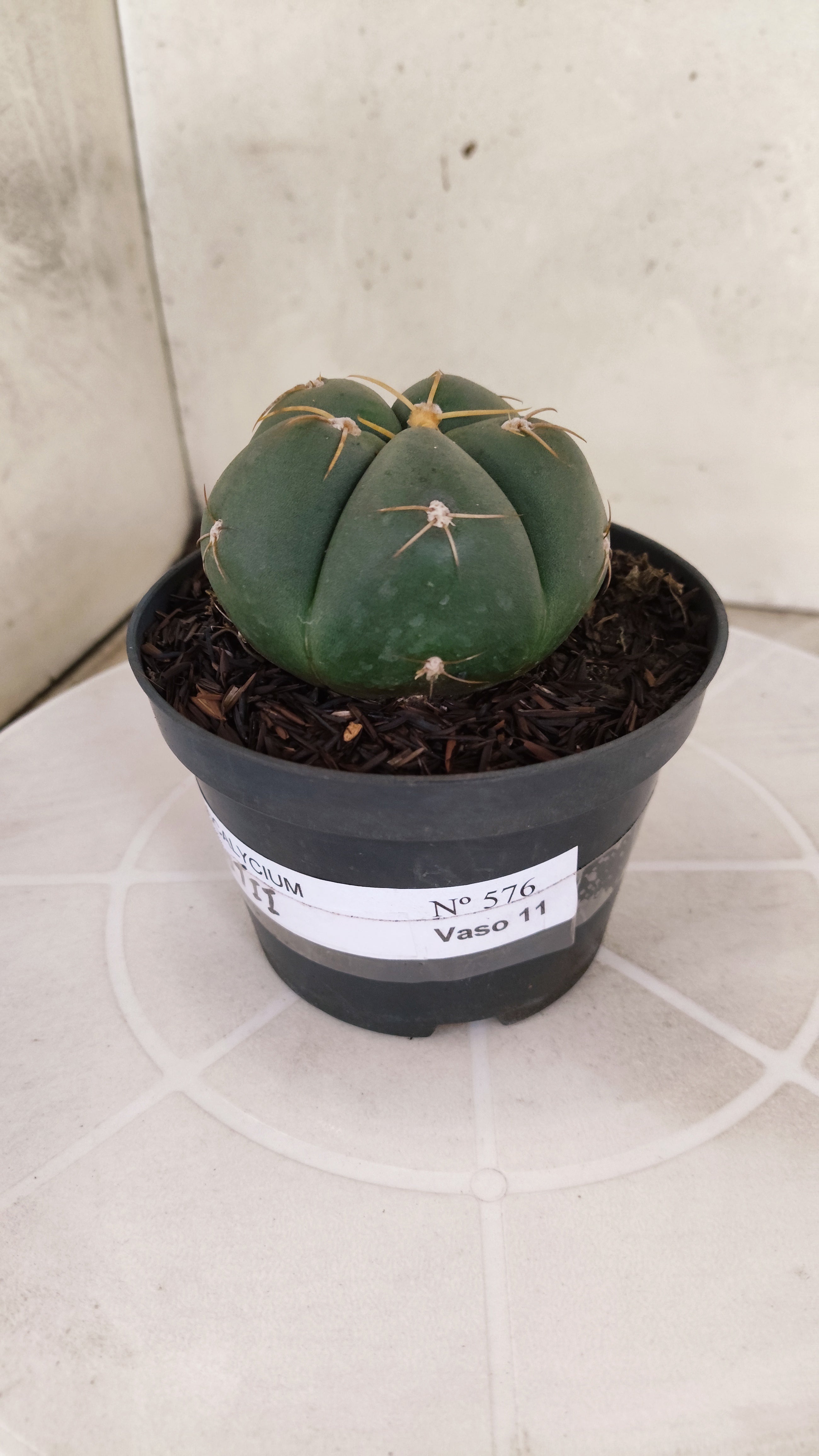 GYMNOCALYCIUM HORSTII Nº 576 – vaso 11