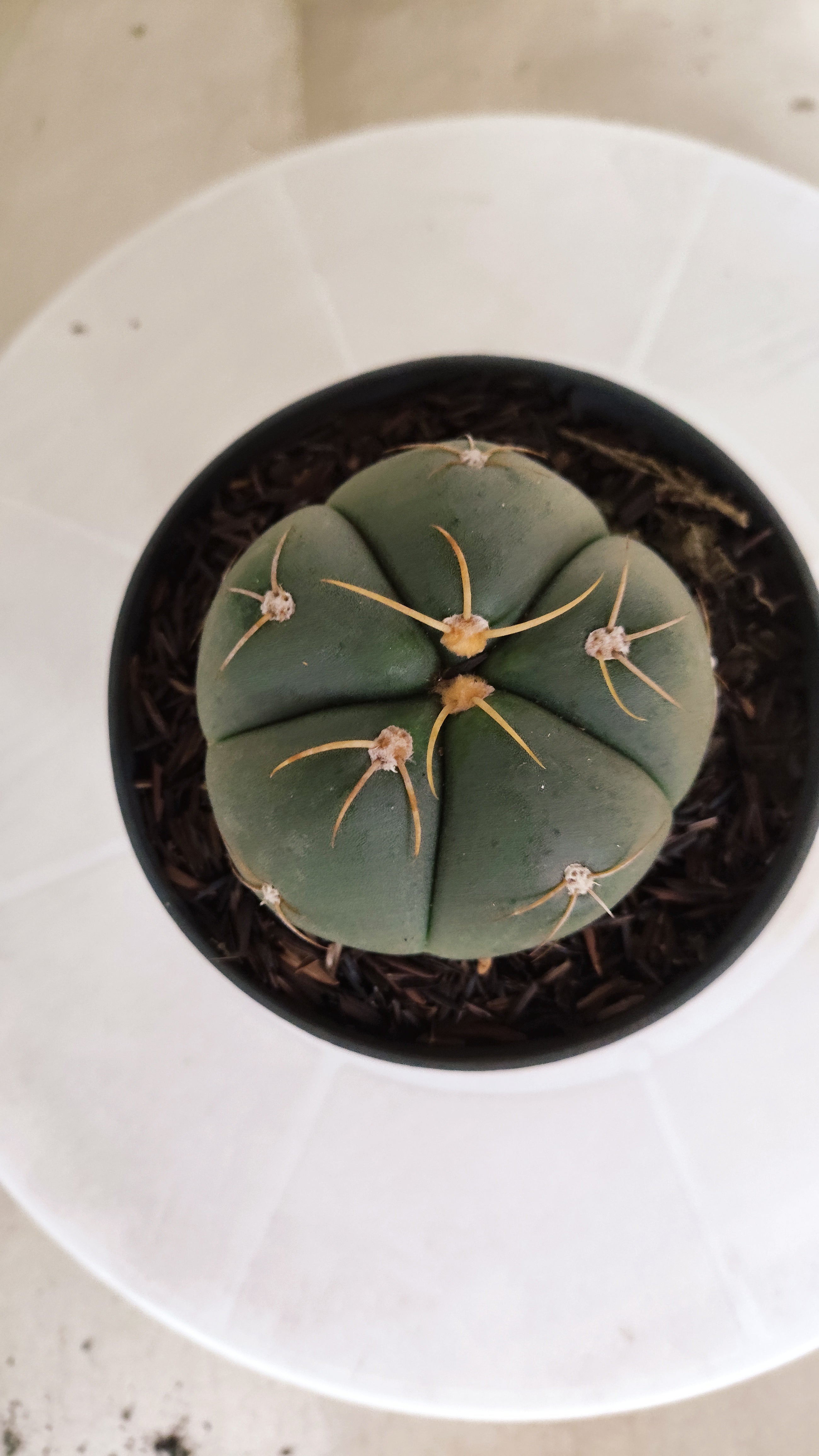 GYMNOCALYCIUM HORSTII Nº 576 – vaso 11