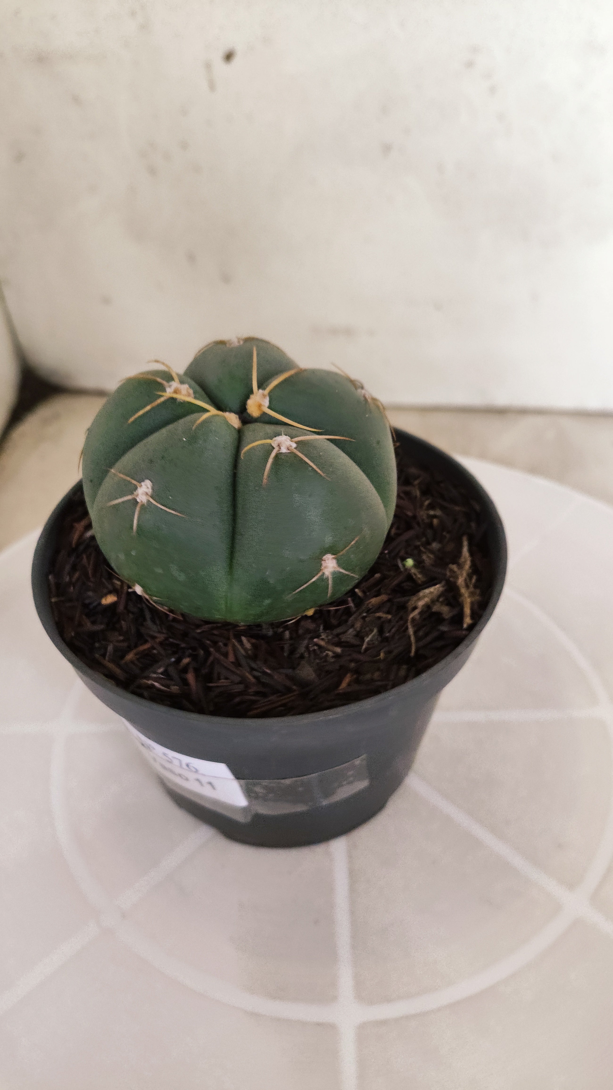 GYMNOCALYCIUM HORSTII Nº 576 – vaso 11