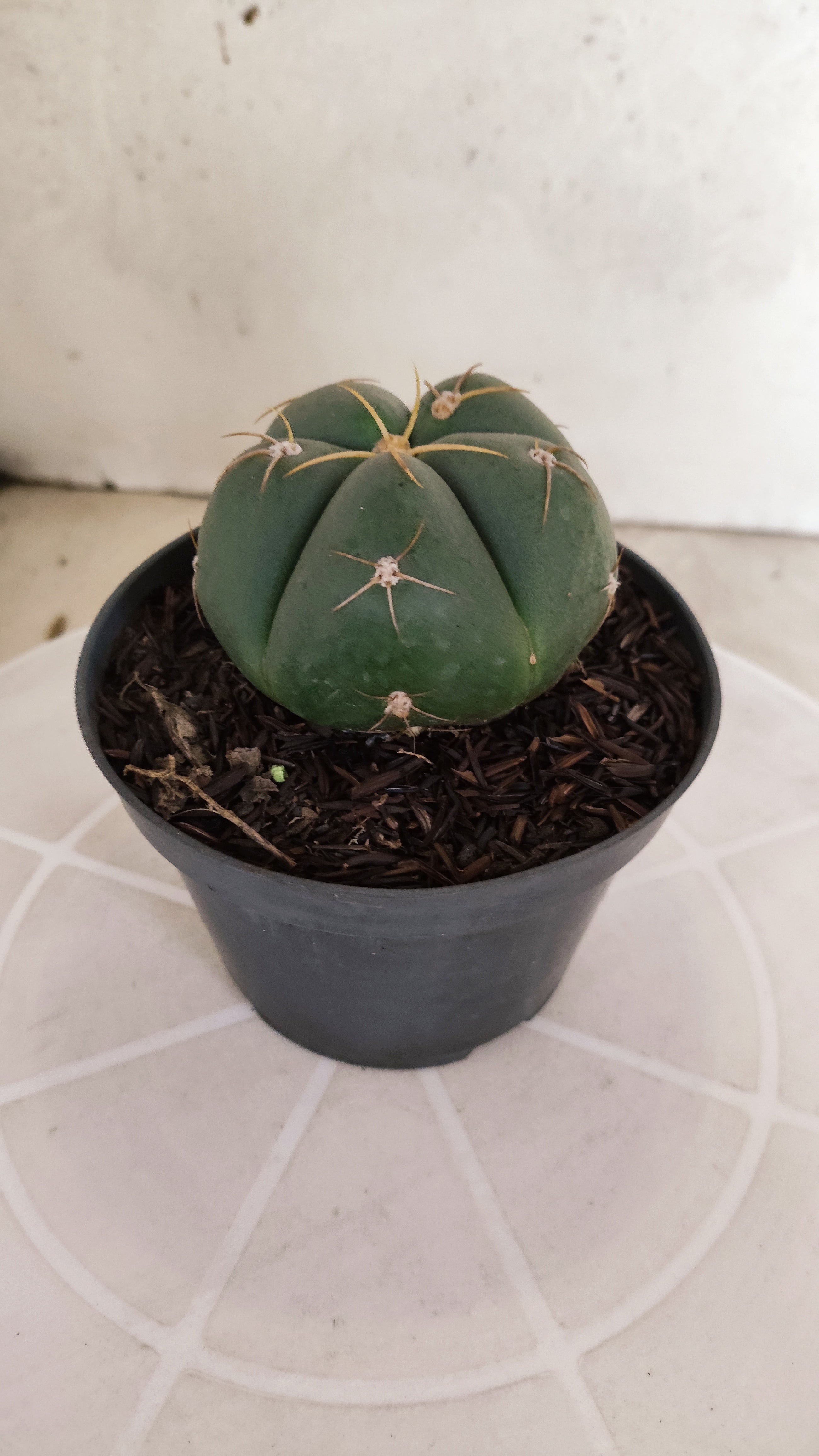 GYMNOCALYCIUM HORSTII Nº 576 – vaso 11