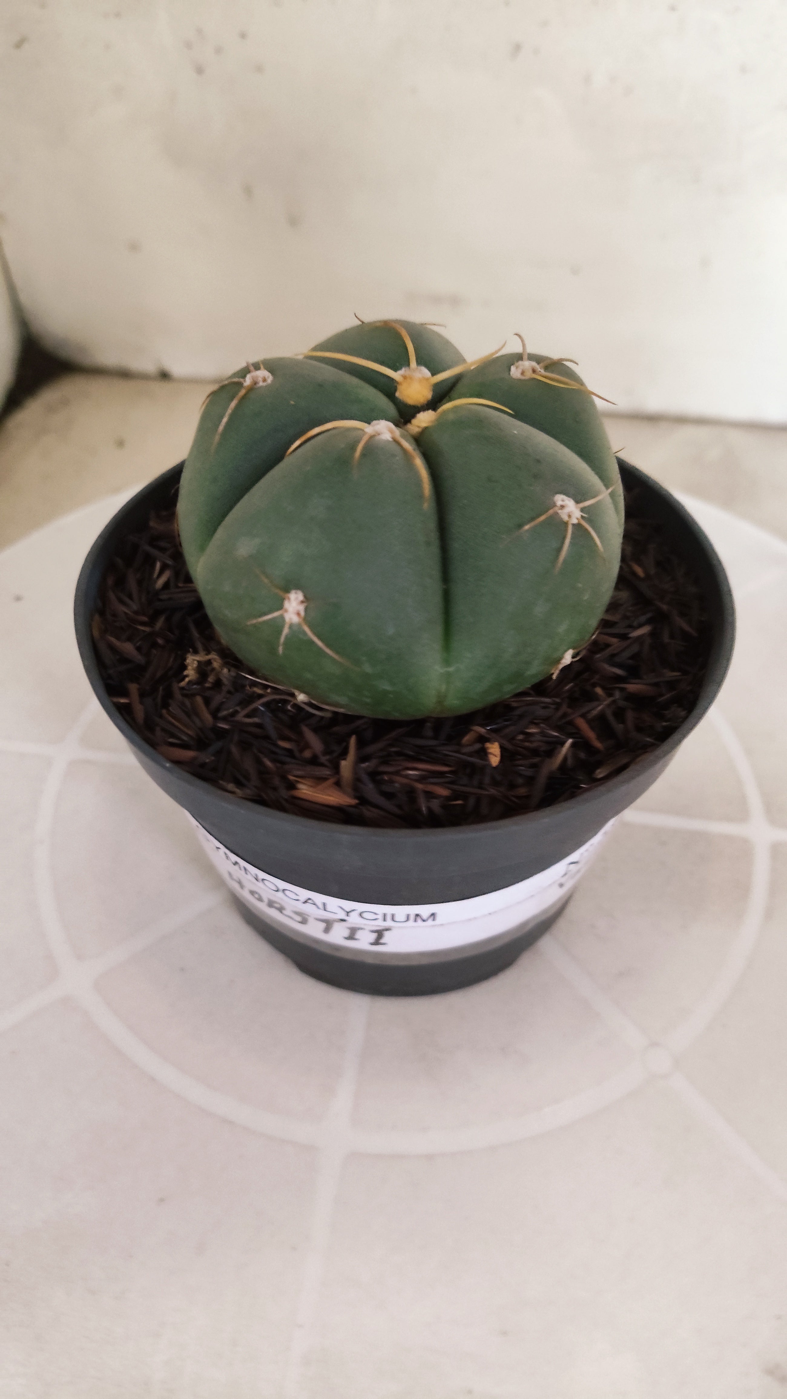 GYMNOCALYCIUM HORSTII Nº 576 – vaso 11