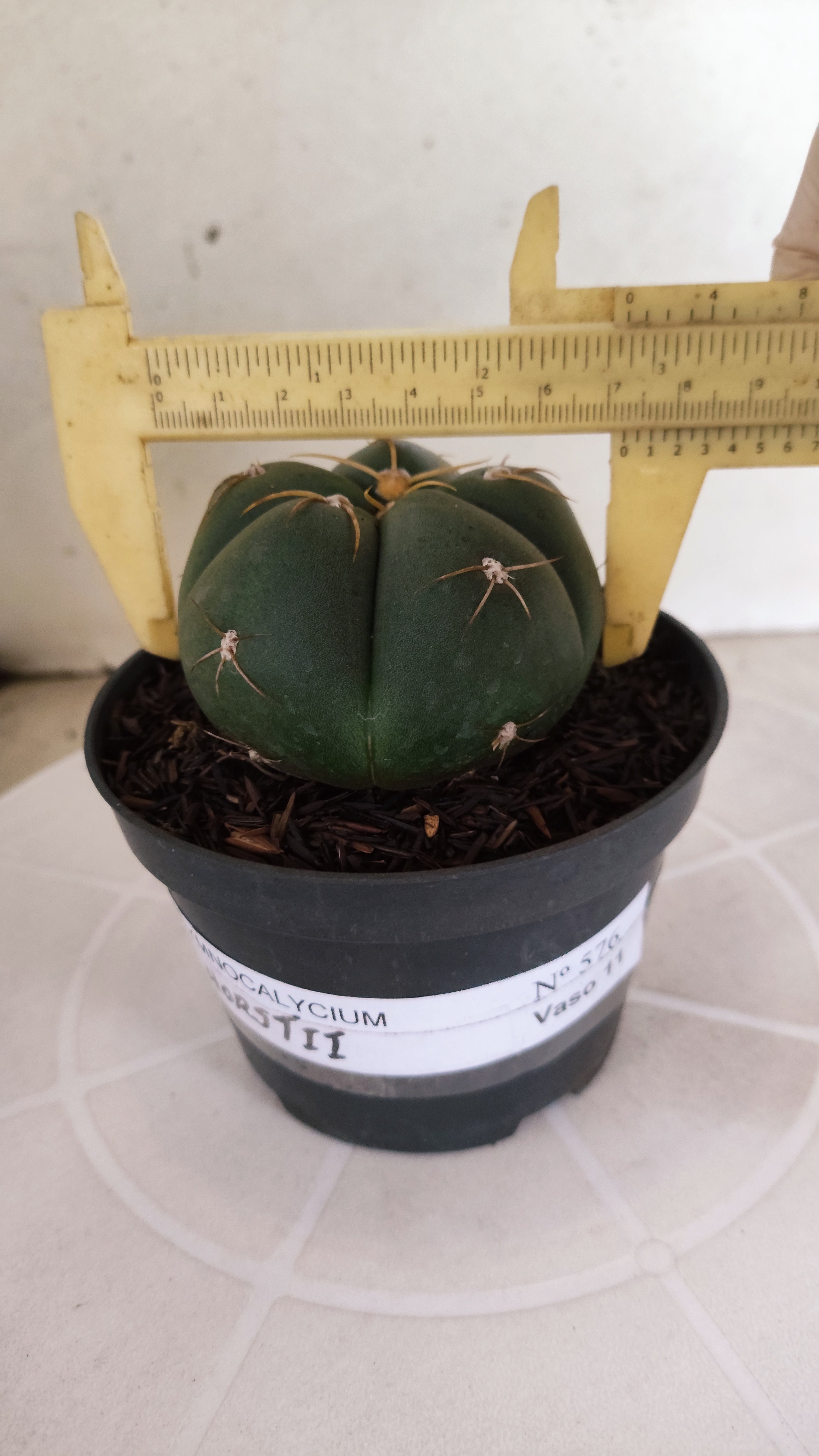GYMNOCALYCIUM HORSTII Nº 576 – vaso 11