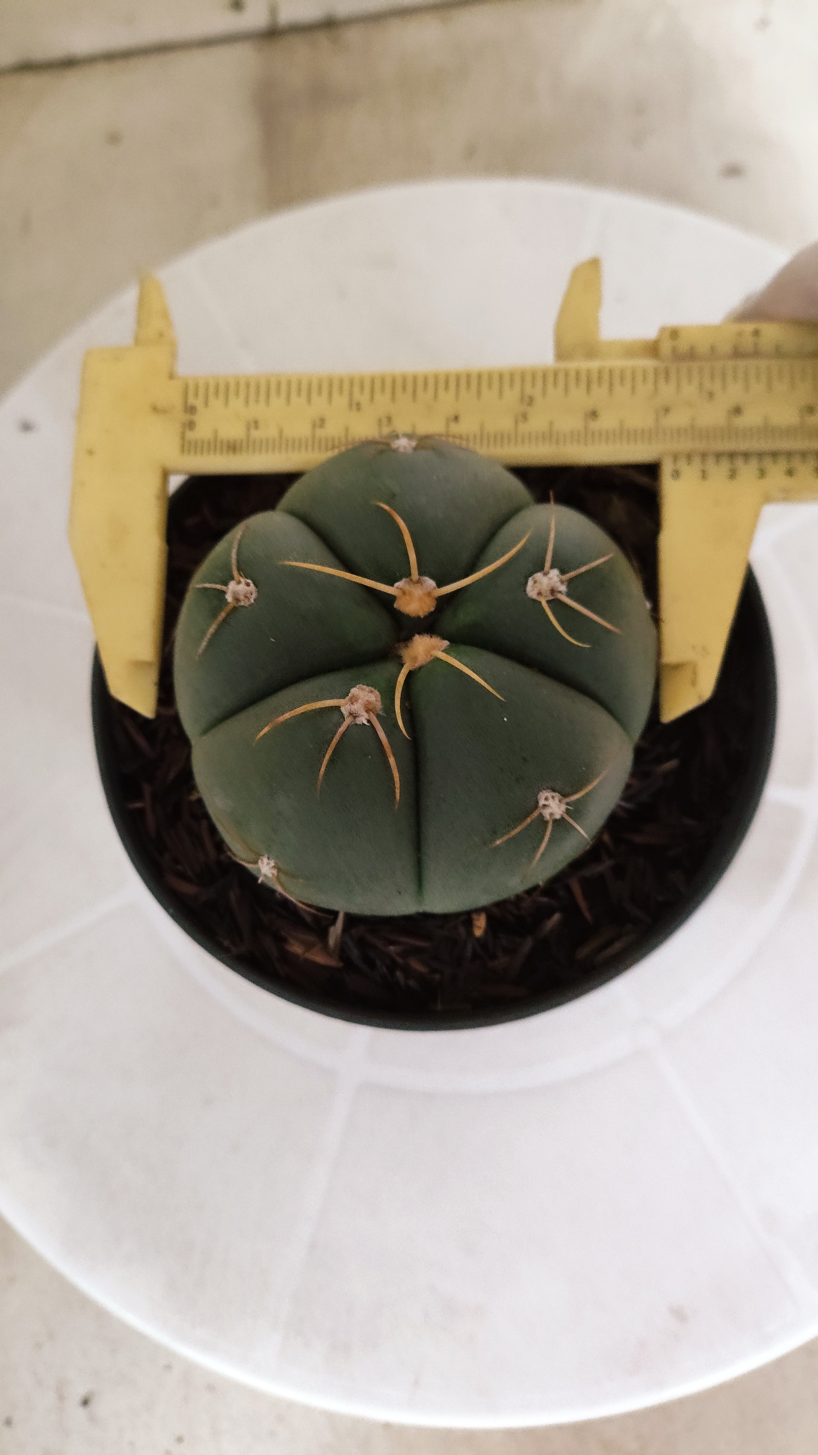 GYMNOCALYCIUM HORSTII Nº 576 – vaso 11