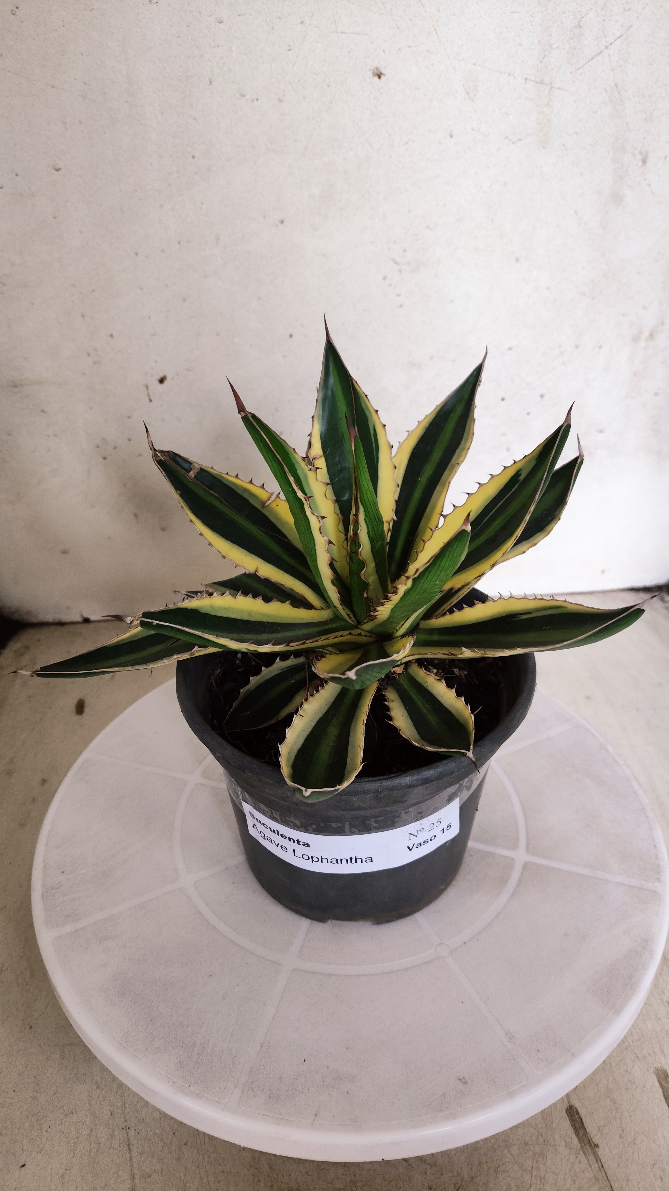 Suculenta Agave Lophantha N° 25 - Vaso 15