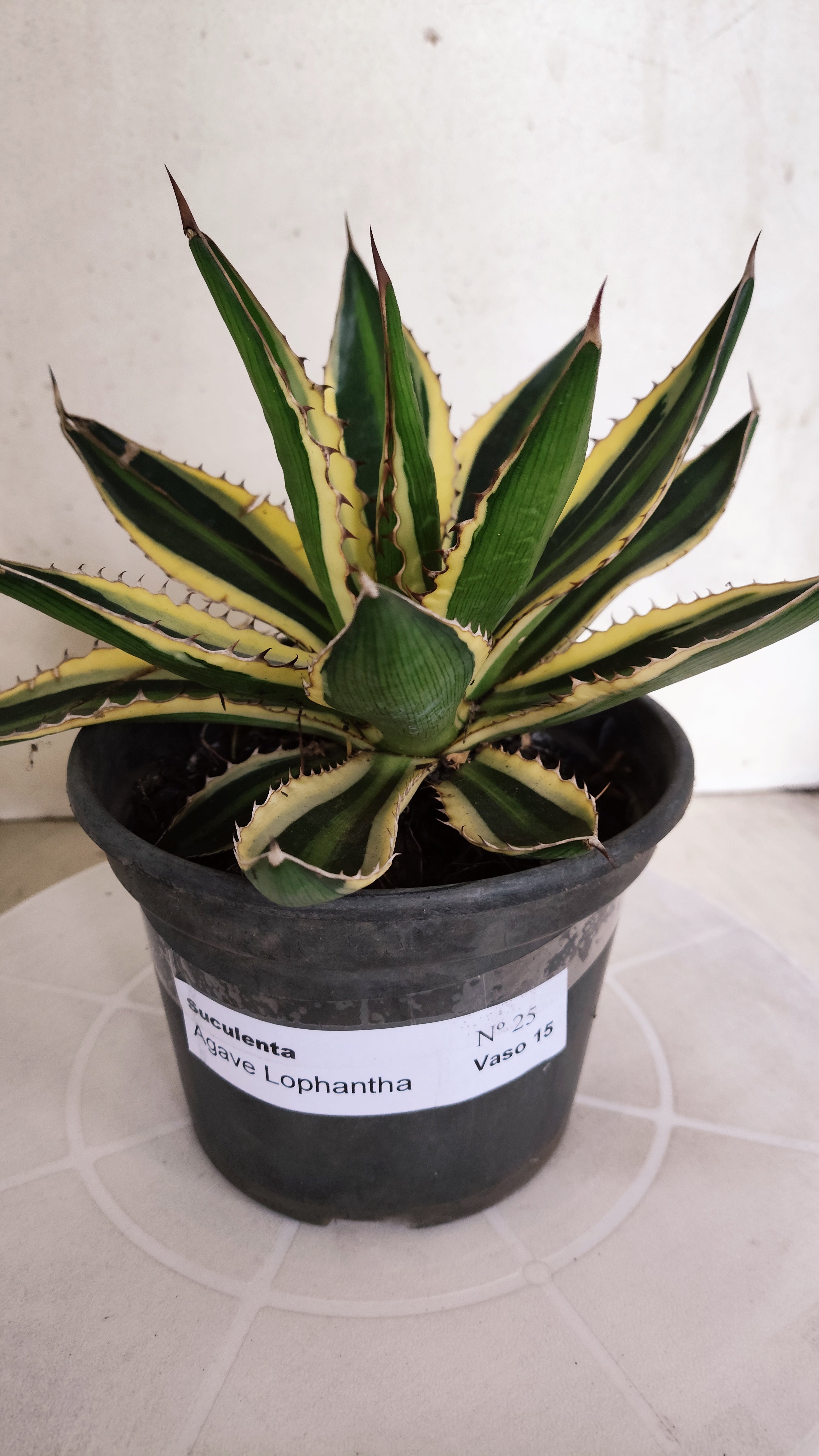 Suculenta Agave Lophantha N° 25 - Vaso 15