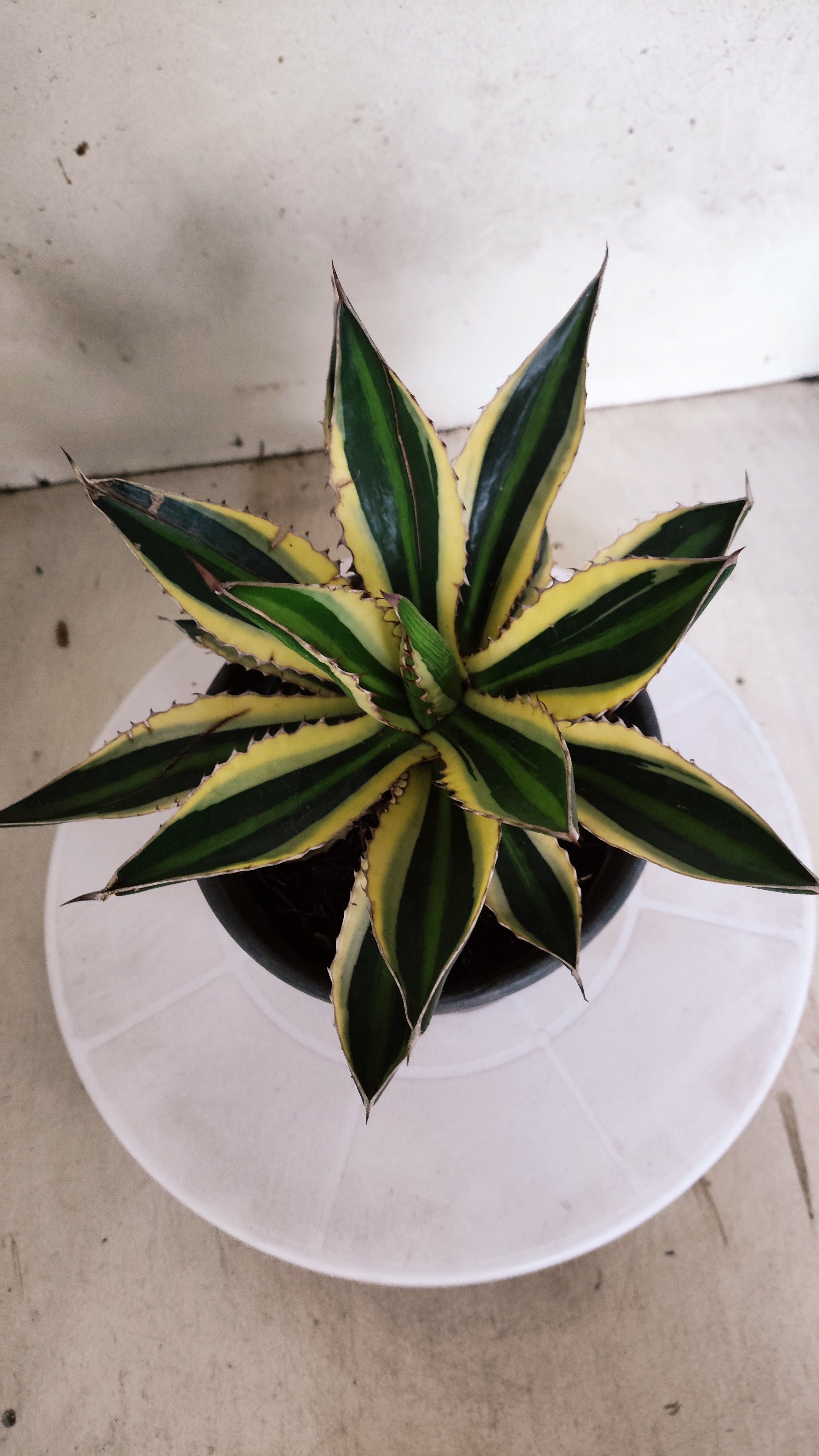 Suculenta Agave Lophantha N° 25 - Vaso 15
