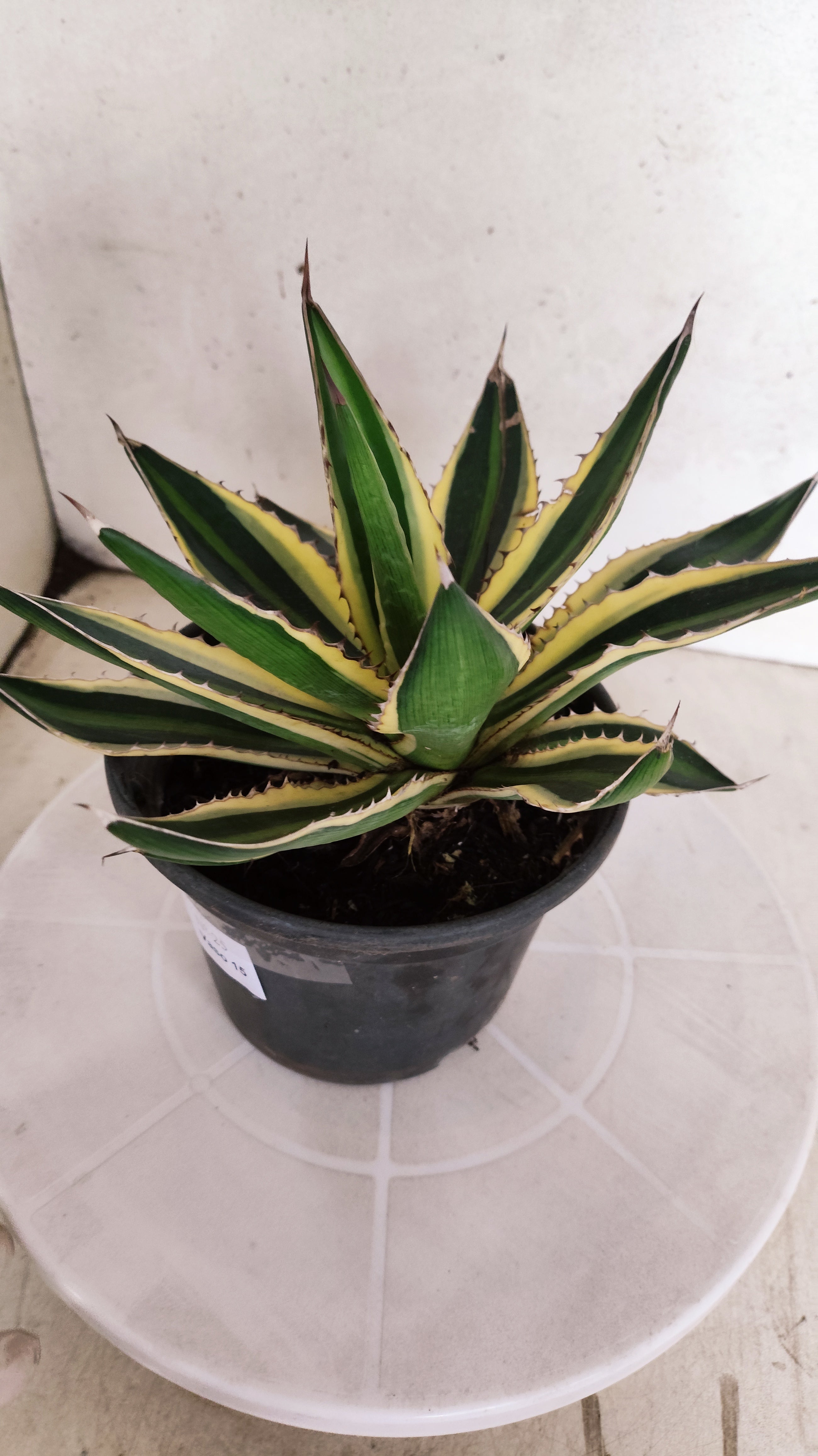 Suculenta Agave Lophantha N° 25 - Vaso 15