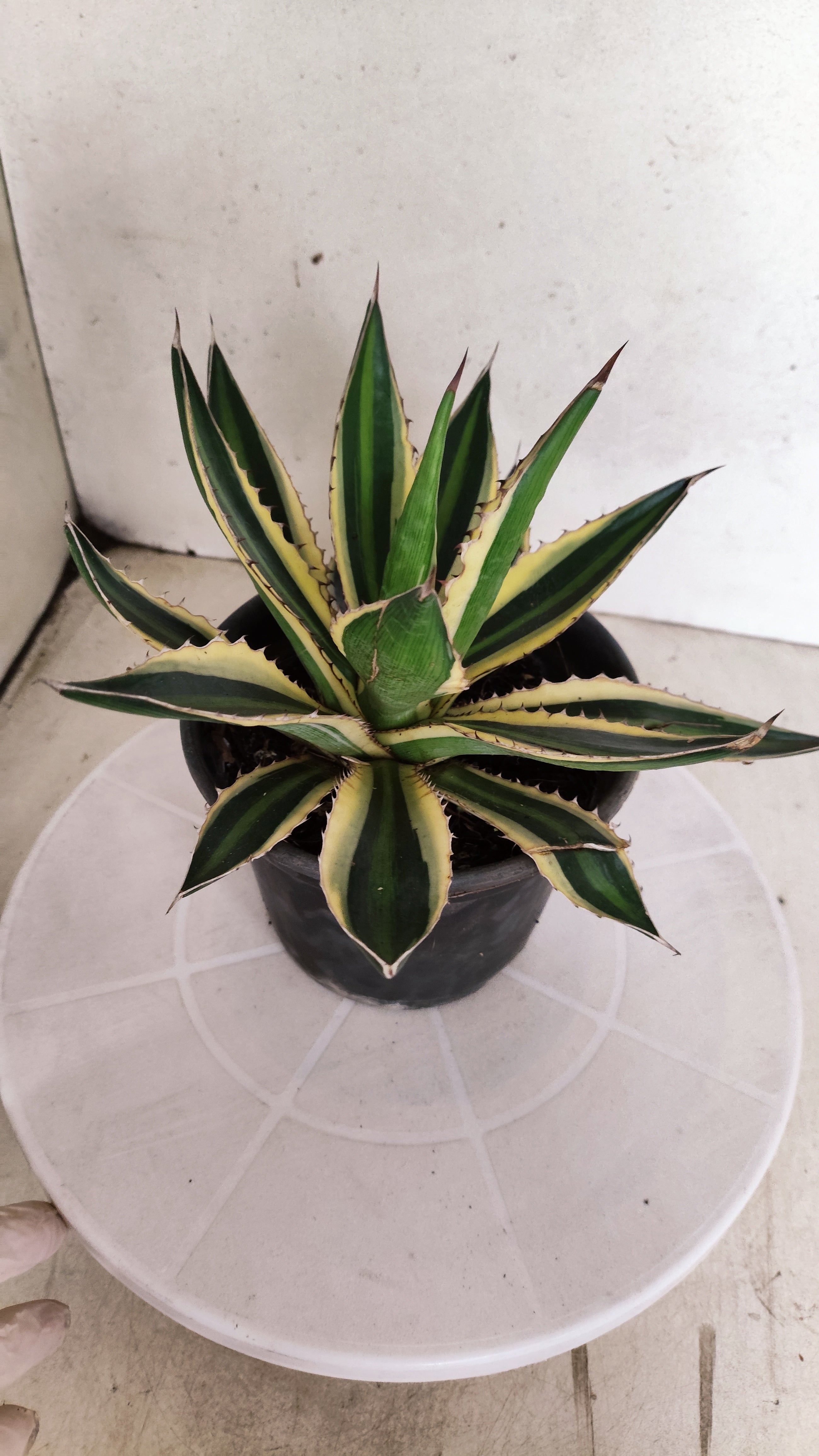 Suculenta Agave Lophantha N° 25 - Vaso 15