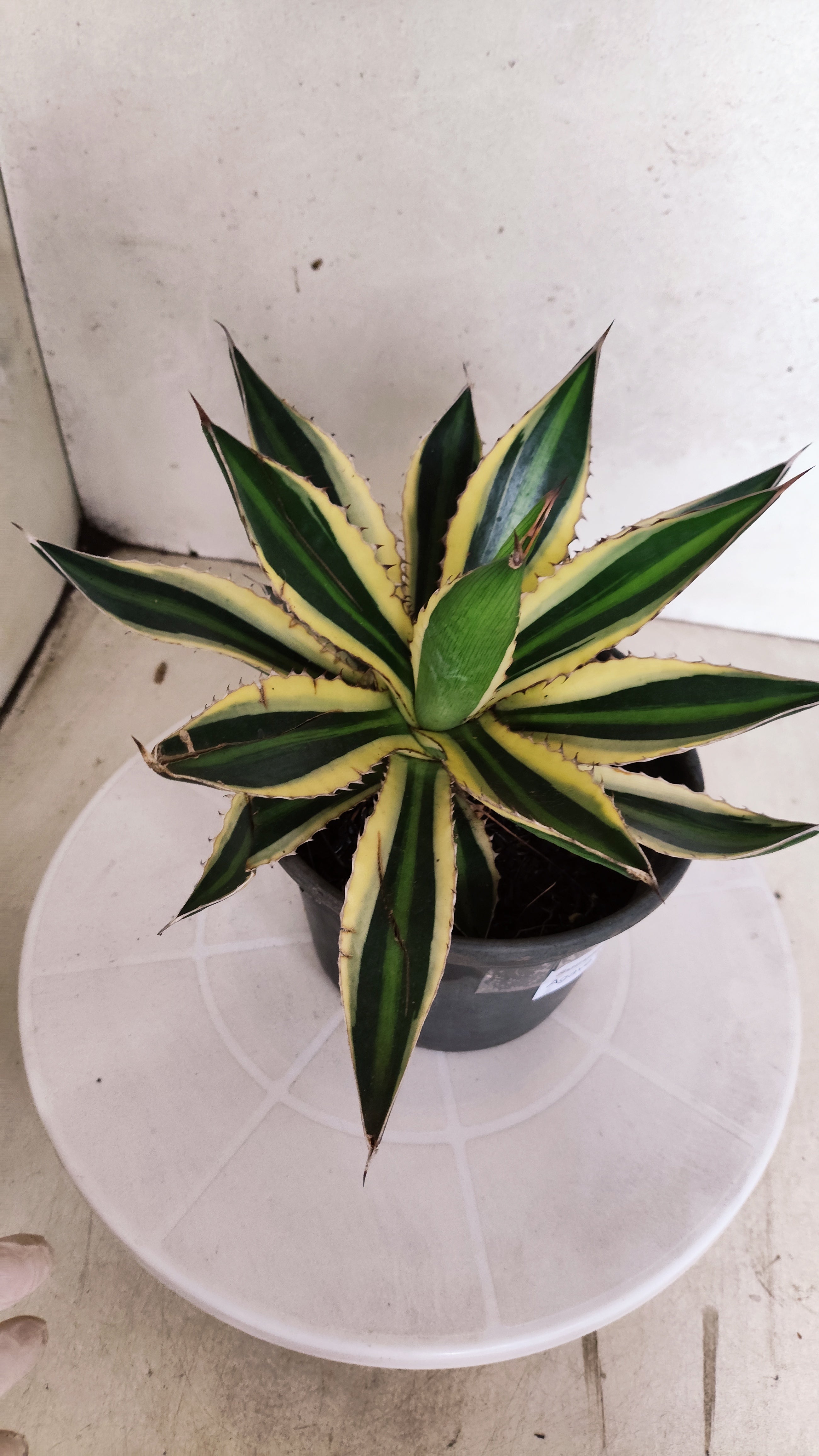 Suculenta Agave Lophantha N° 25 - Vaso 15