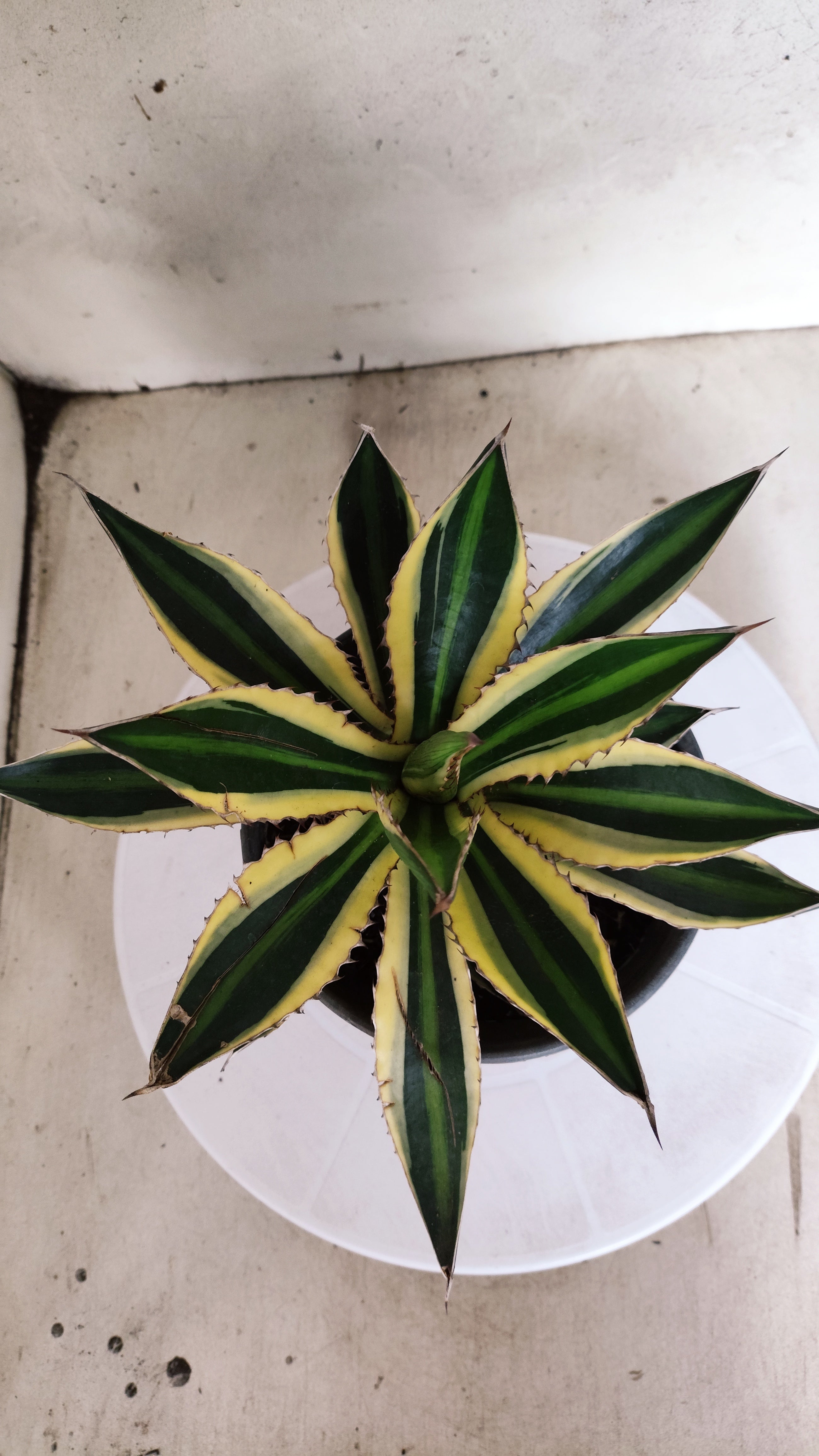 Suculenta Agave Lophantha N° 25 - Vaso 15
