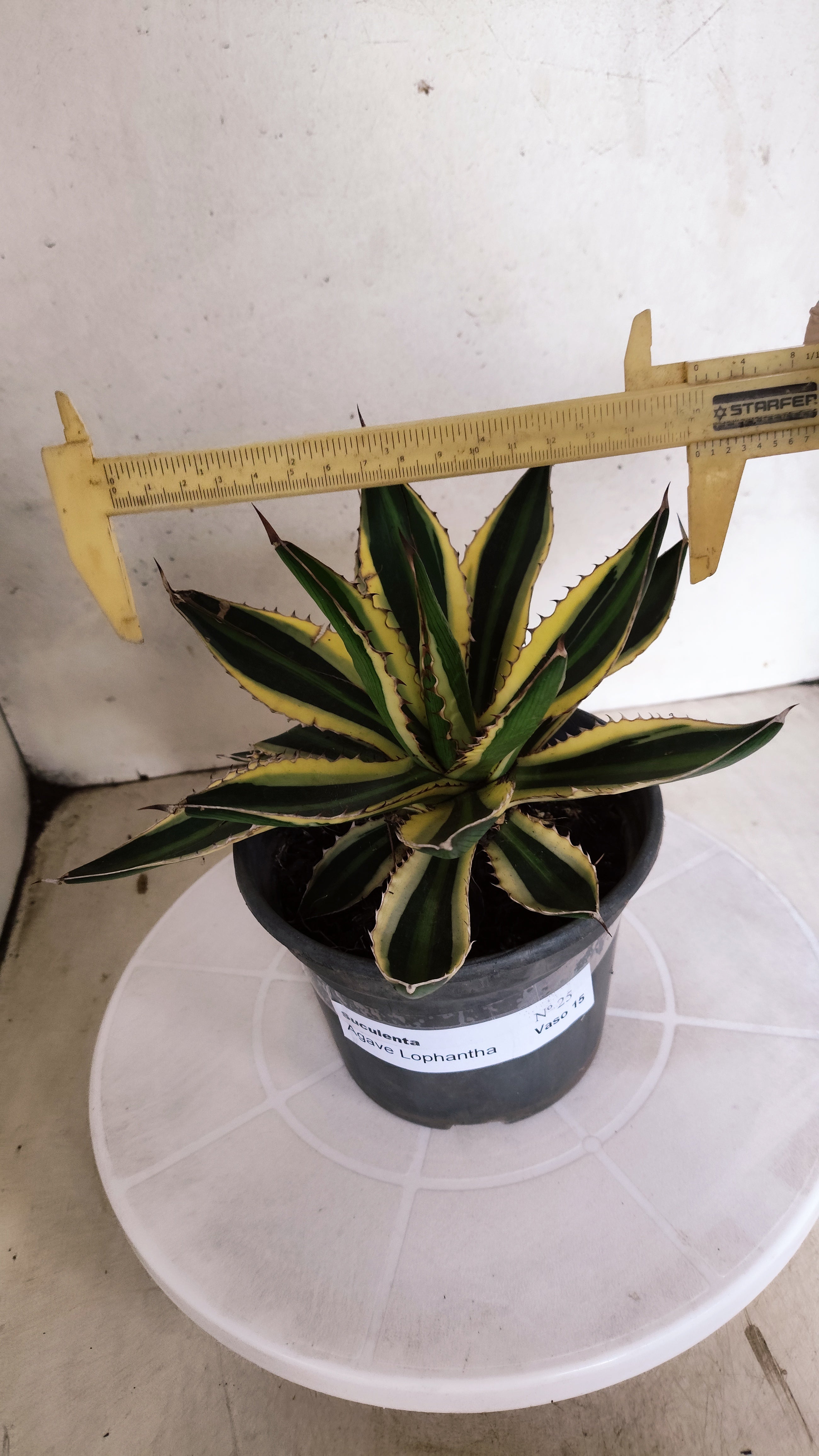 Suculenta Agave Lophantha N° 25 - Vaso 15