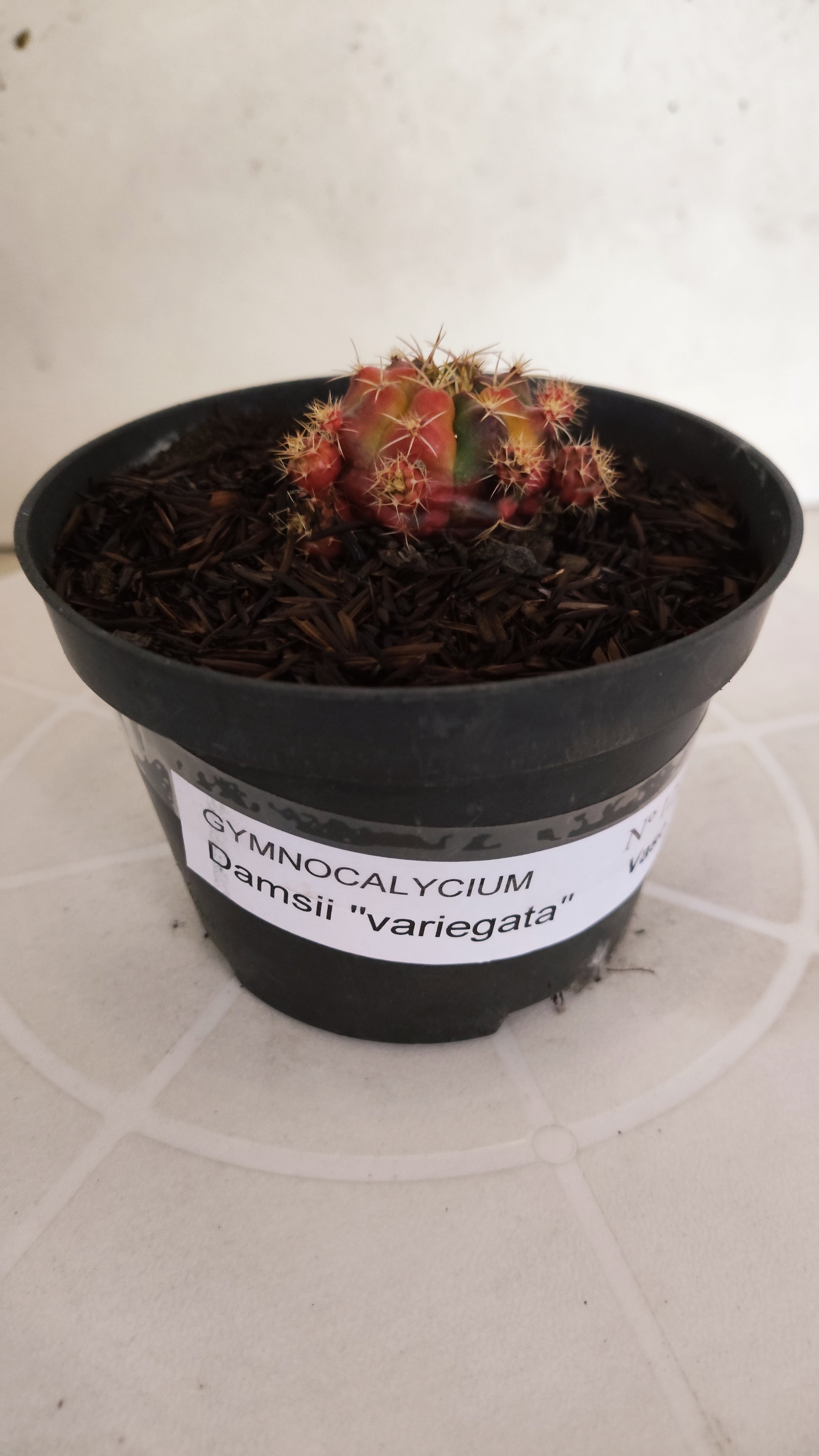 GYMNOCALYCIUM DAMSII Variegata Nº 1229 – vaso 11