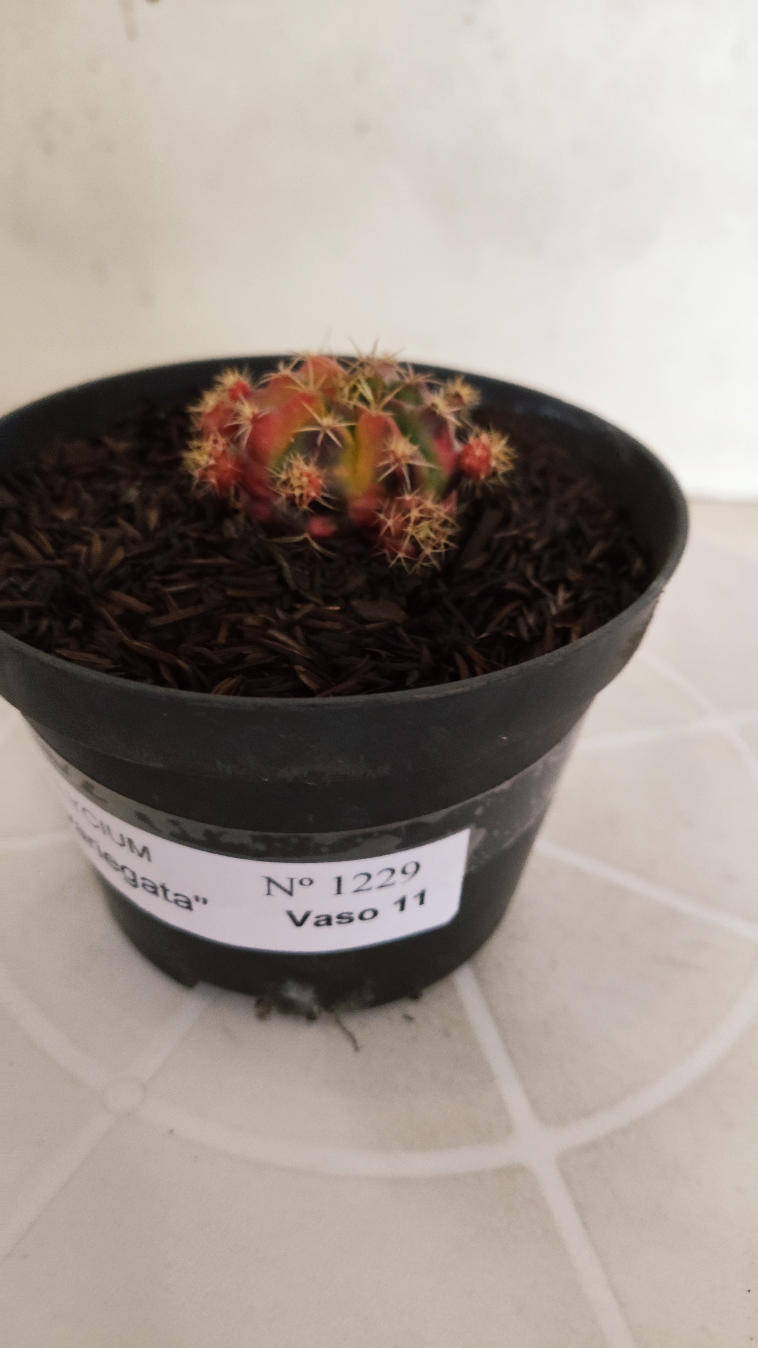 GYMNOCALYCIUM DAMSII Variegata Nº 1229 – vaso 11