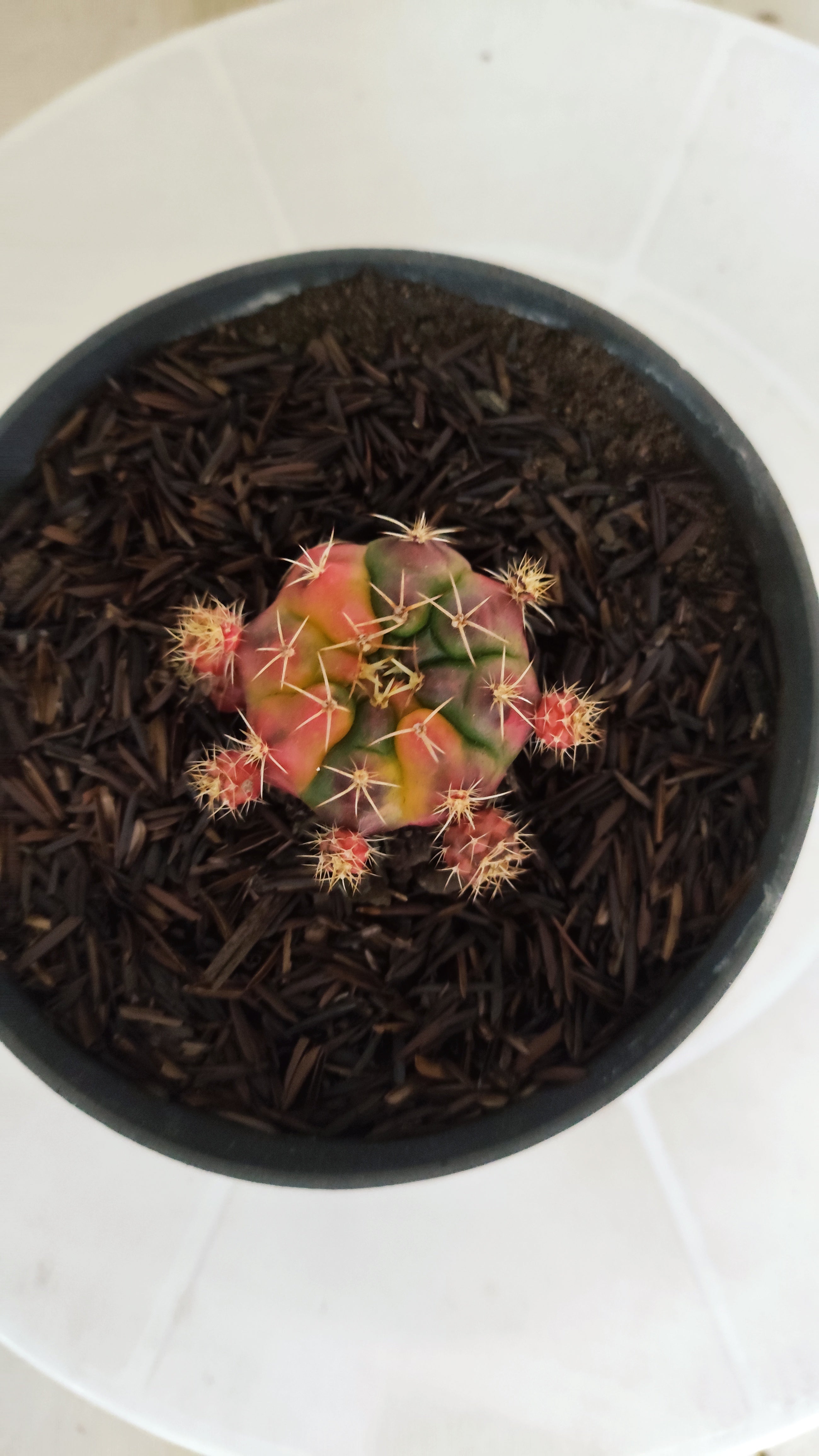 GYMNOCALYCIUM DAMSII Variegata Nº 1229 – vaso 11