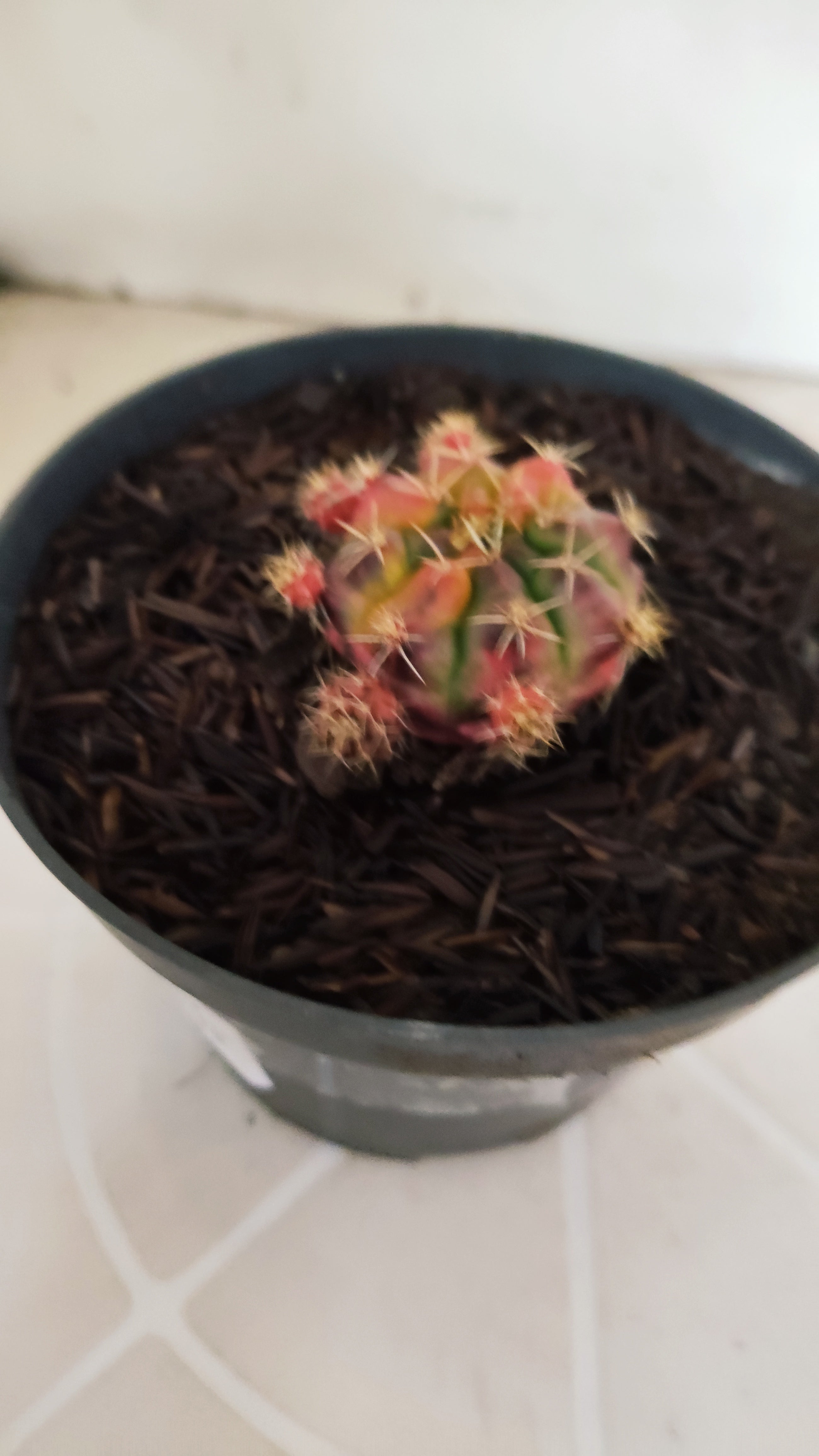 GYMNOCALYCIUM DAMSII Variegata Nº 1229 – vaso 11