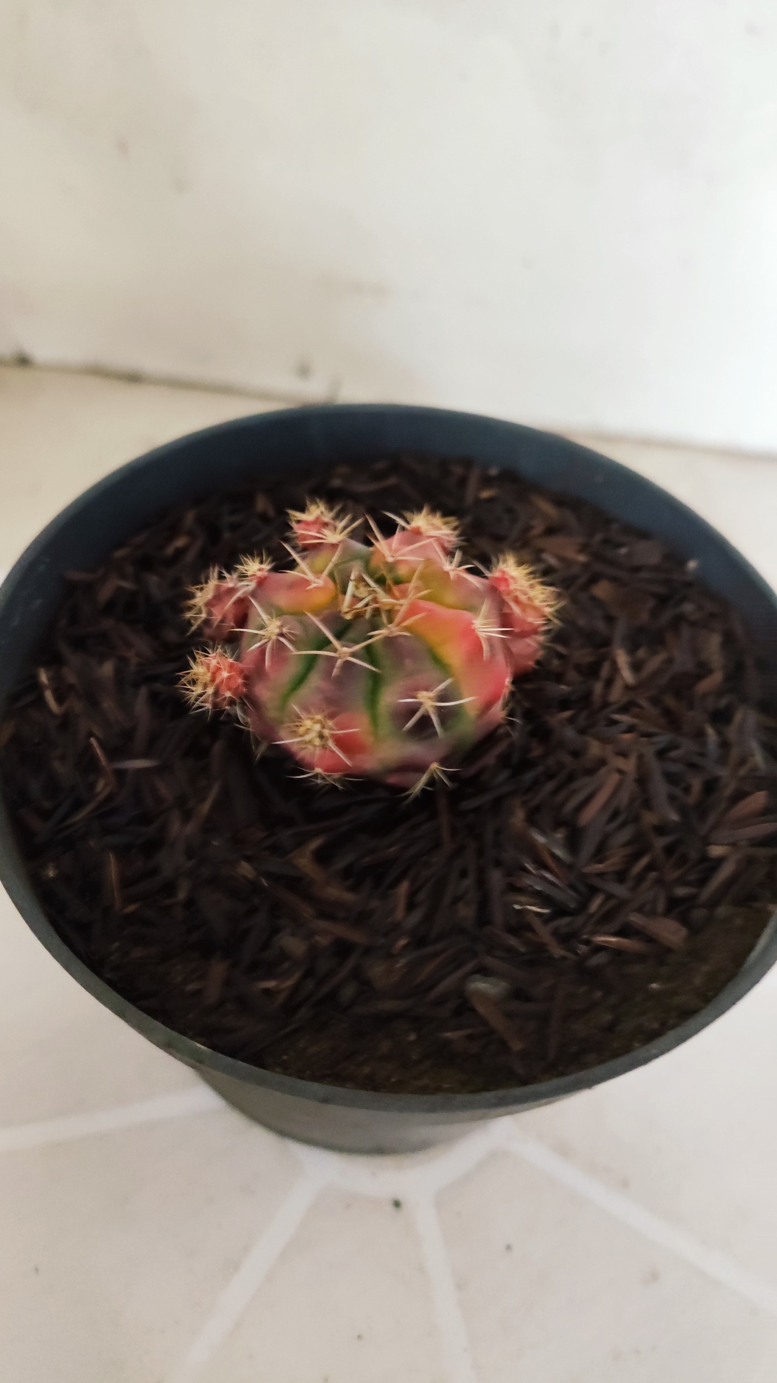GYMNOCALYCIUM DAMSII Variegata Nº 1229 – vaso 11