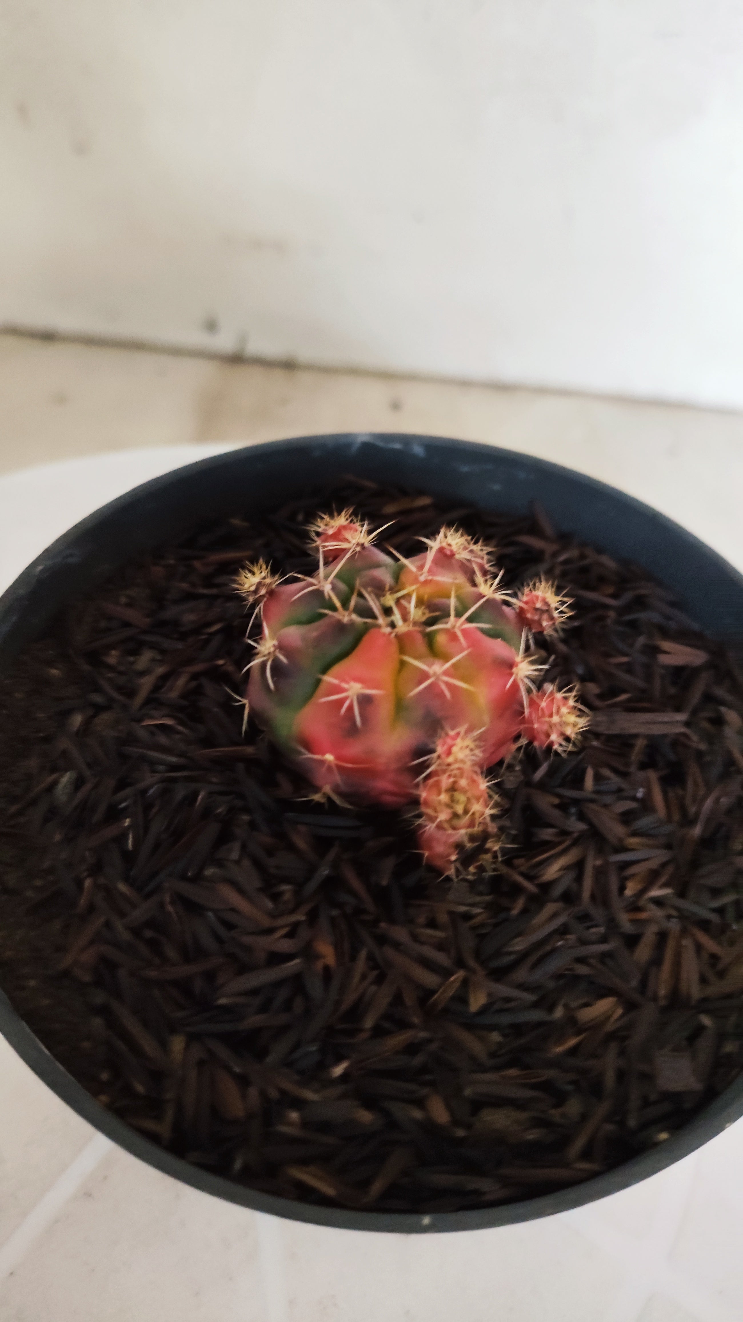 GYMNOCALYCIUM DAMSII Variegata Nº 1229 – vaso 11