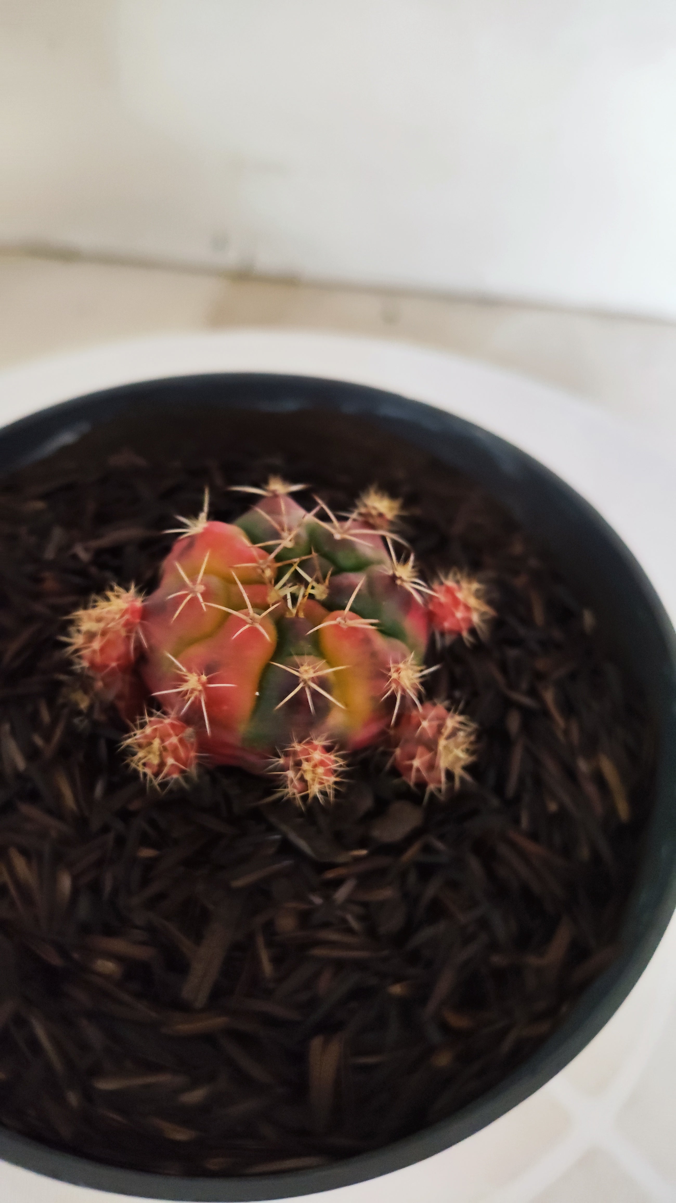GYMNOCALYCIUM DAMSII Variegata Nº 1229 – vaso 11