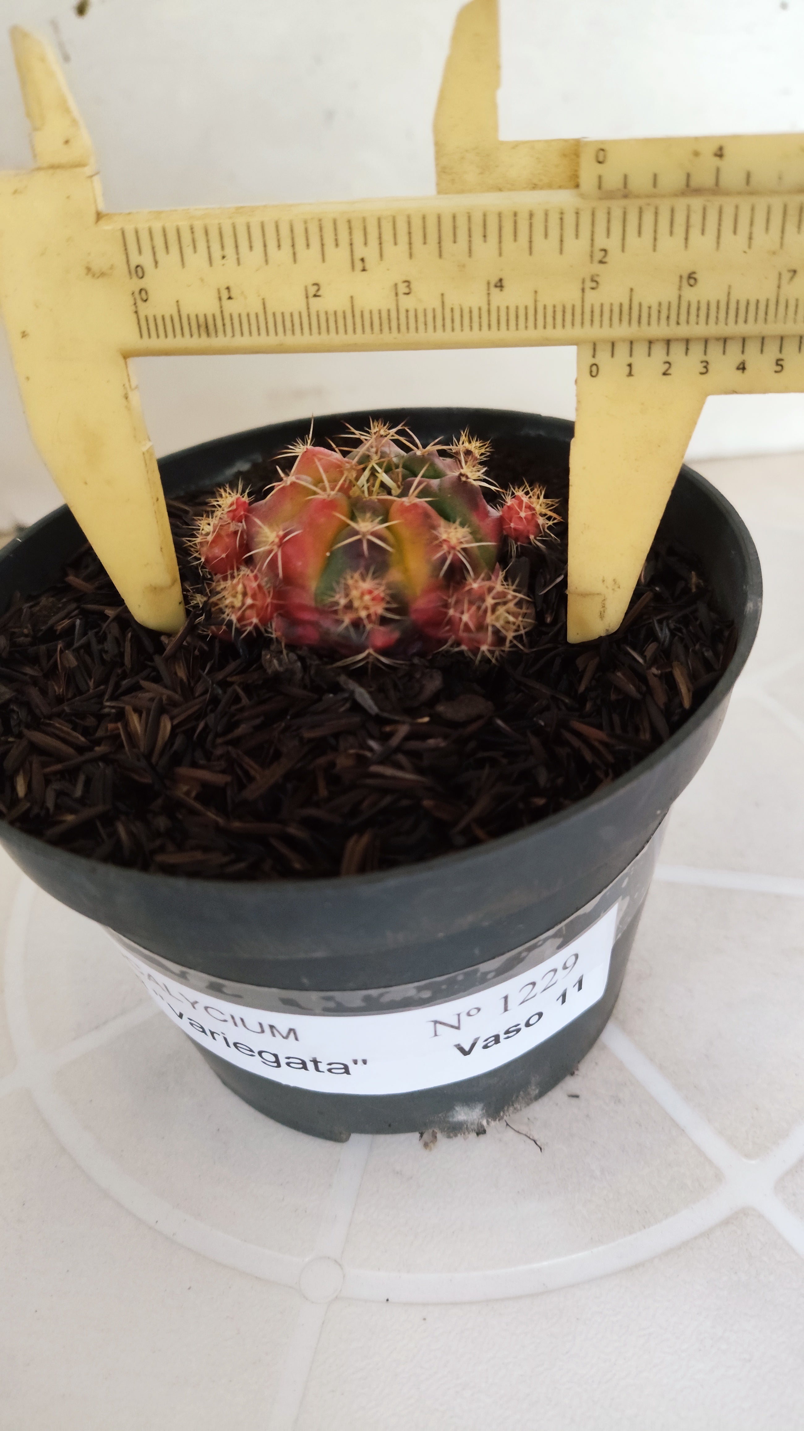 GYMNOCALYCIUM DAMSII Variegata Nº 1229 – vaso 11