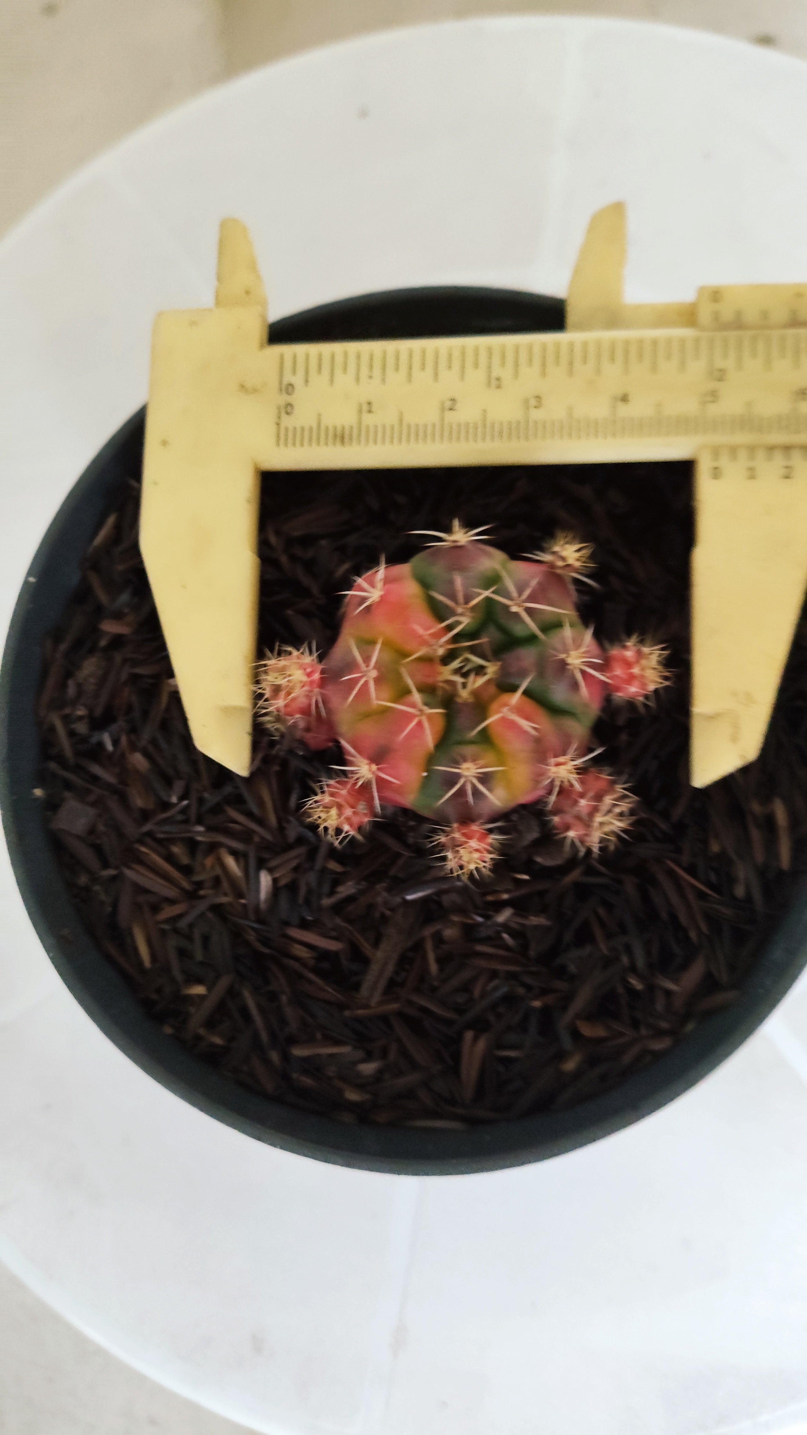 GYMNOCALYCIUM DAMSII Variegata Nº 1229 – vaso 11