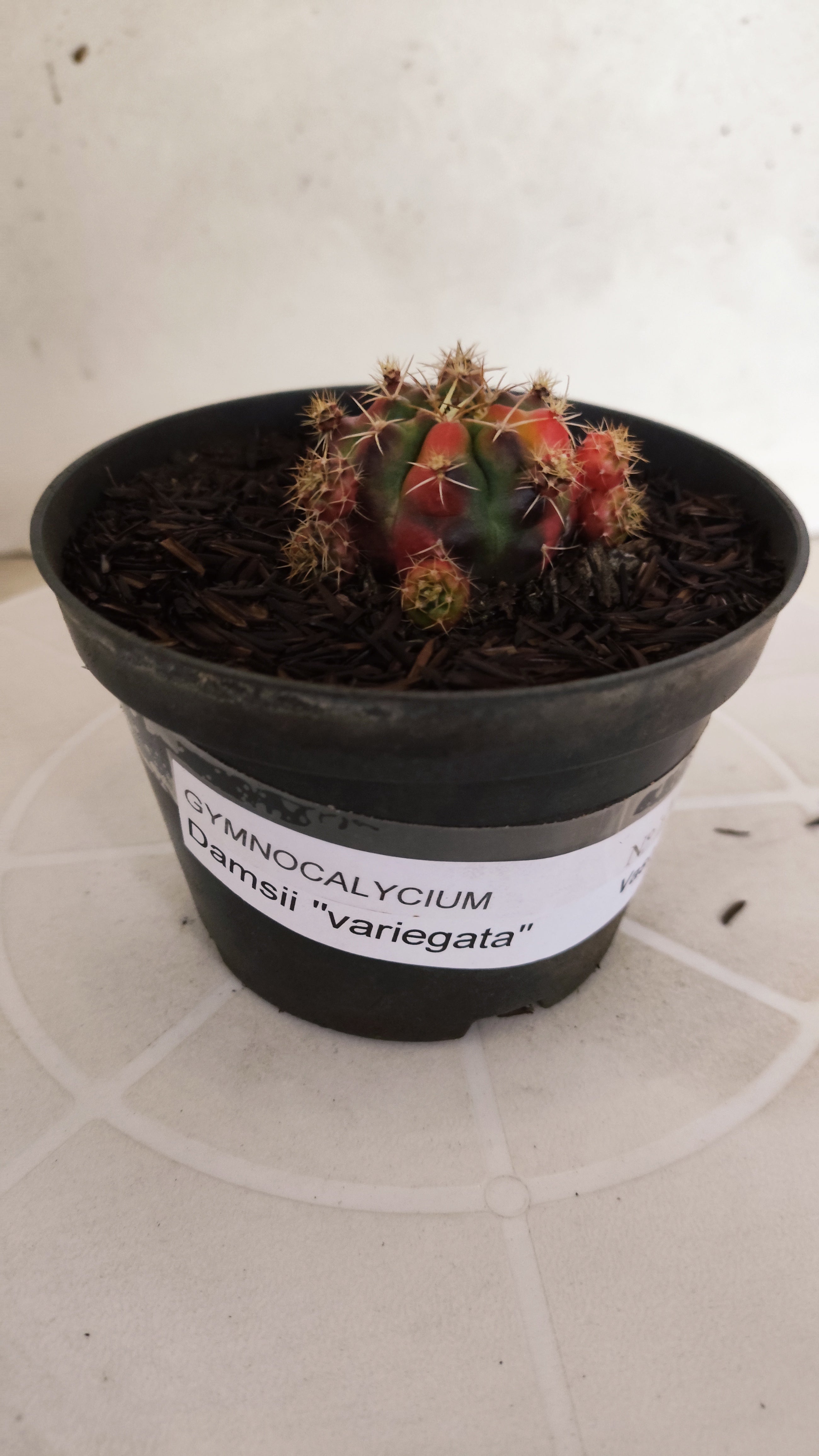 GYMNOCALYCIUM DAMSII Variegata Nº 1230 – vaso 11