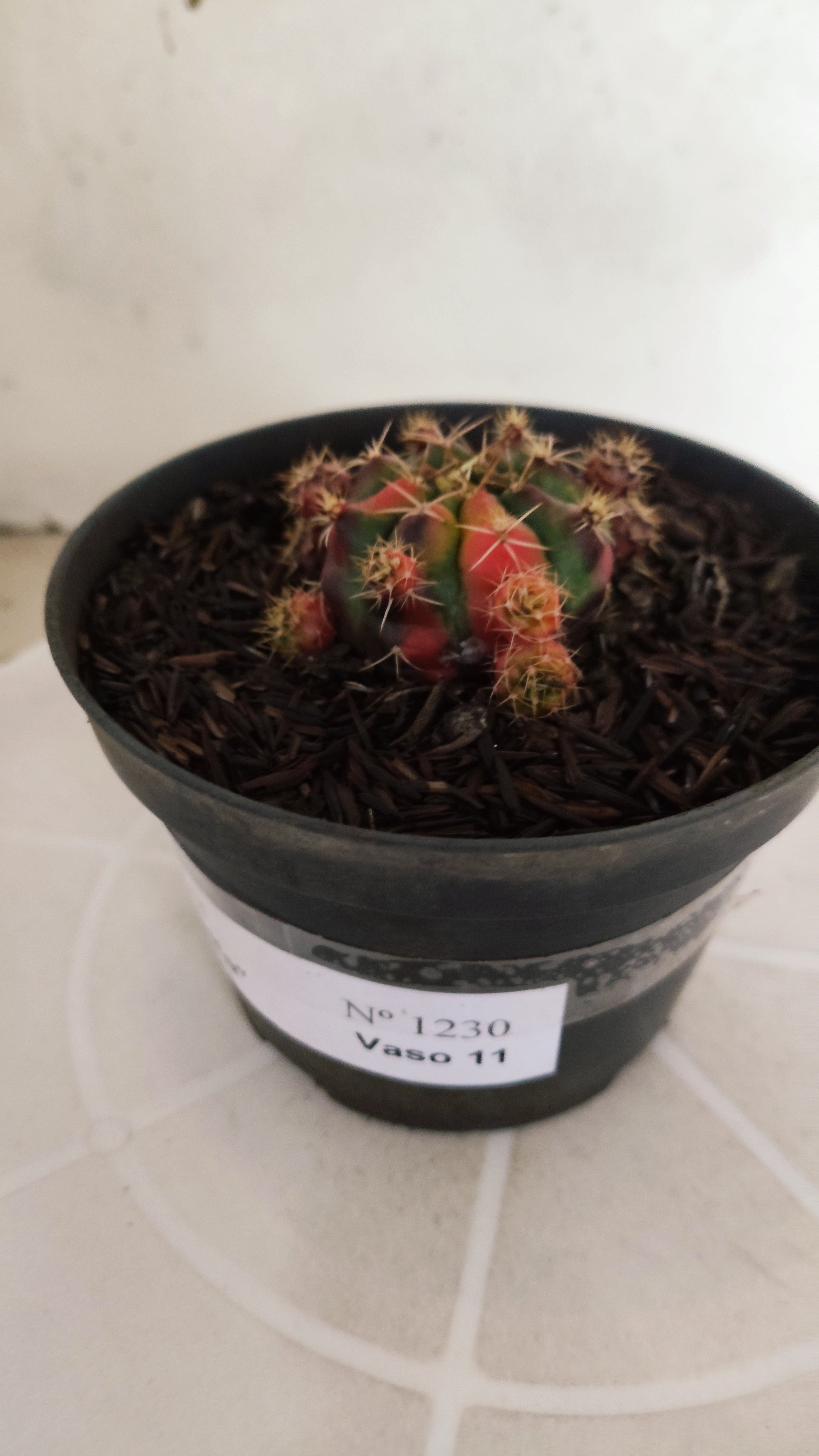 GYMNOCALYCIUM DAMSII Variegata Nº 1230 – vaso 11