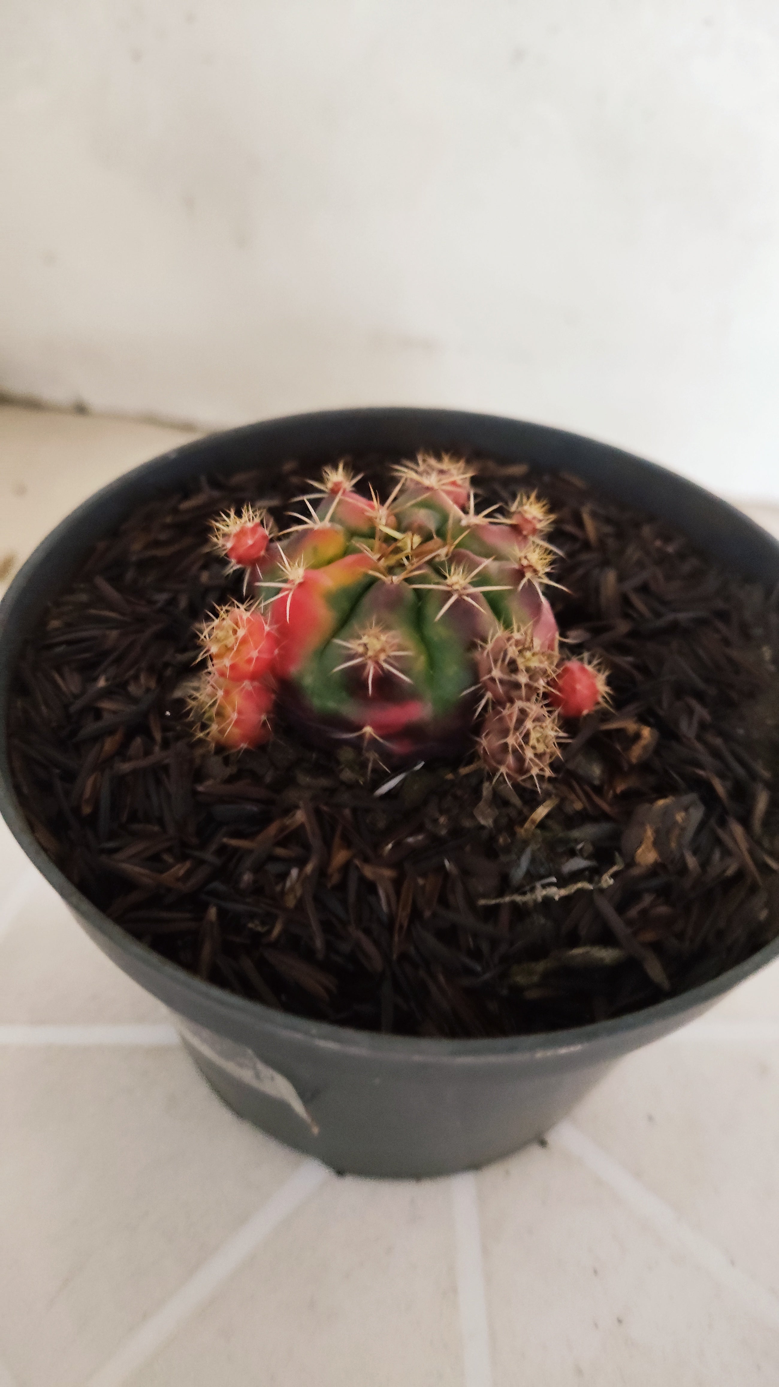 GYMNOCALYCIUM DAMSII Variegata Nº 1230 – vaso 11
